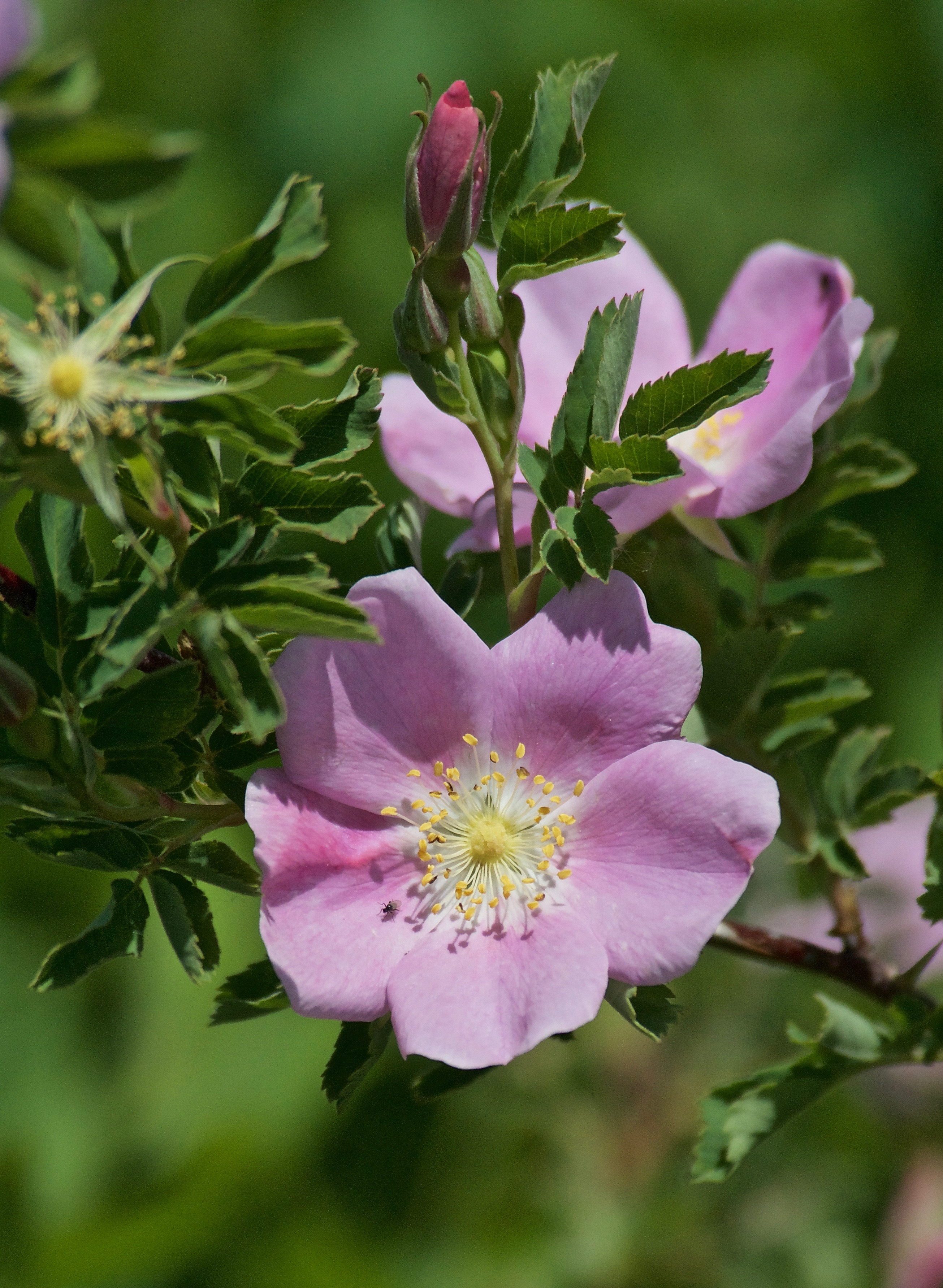 Wild Rose (Rosa Woodsii)
