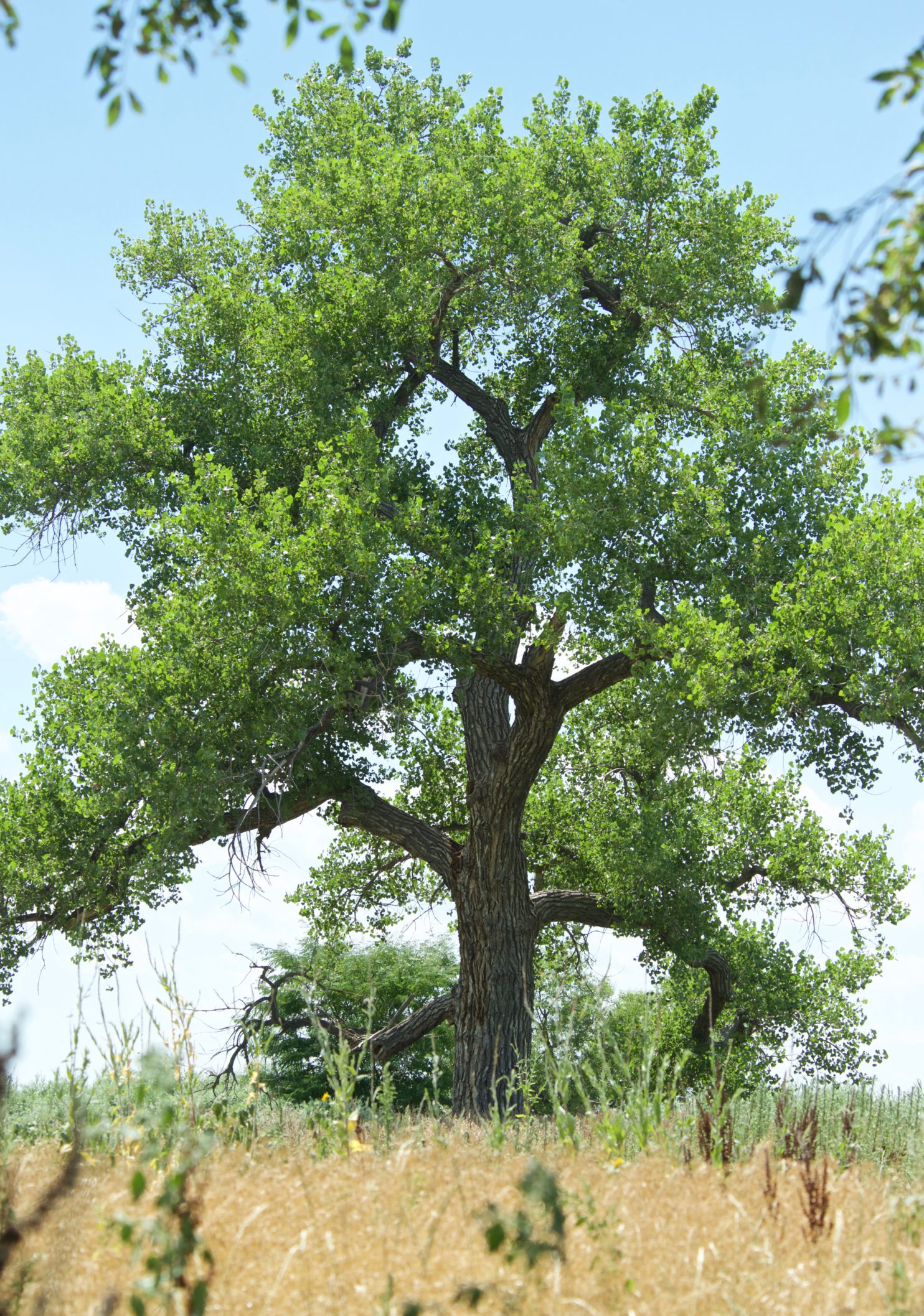 Cottonwood Tree - Plants and Animals of Northeast Colorado