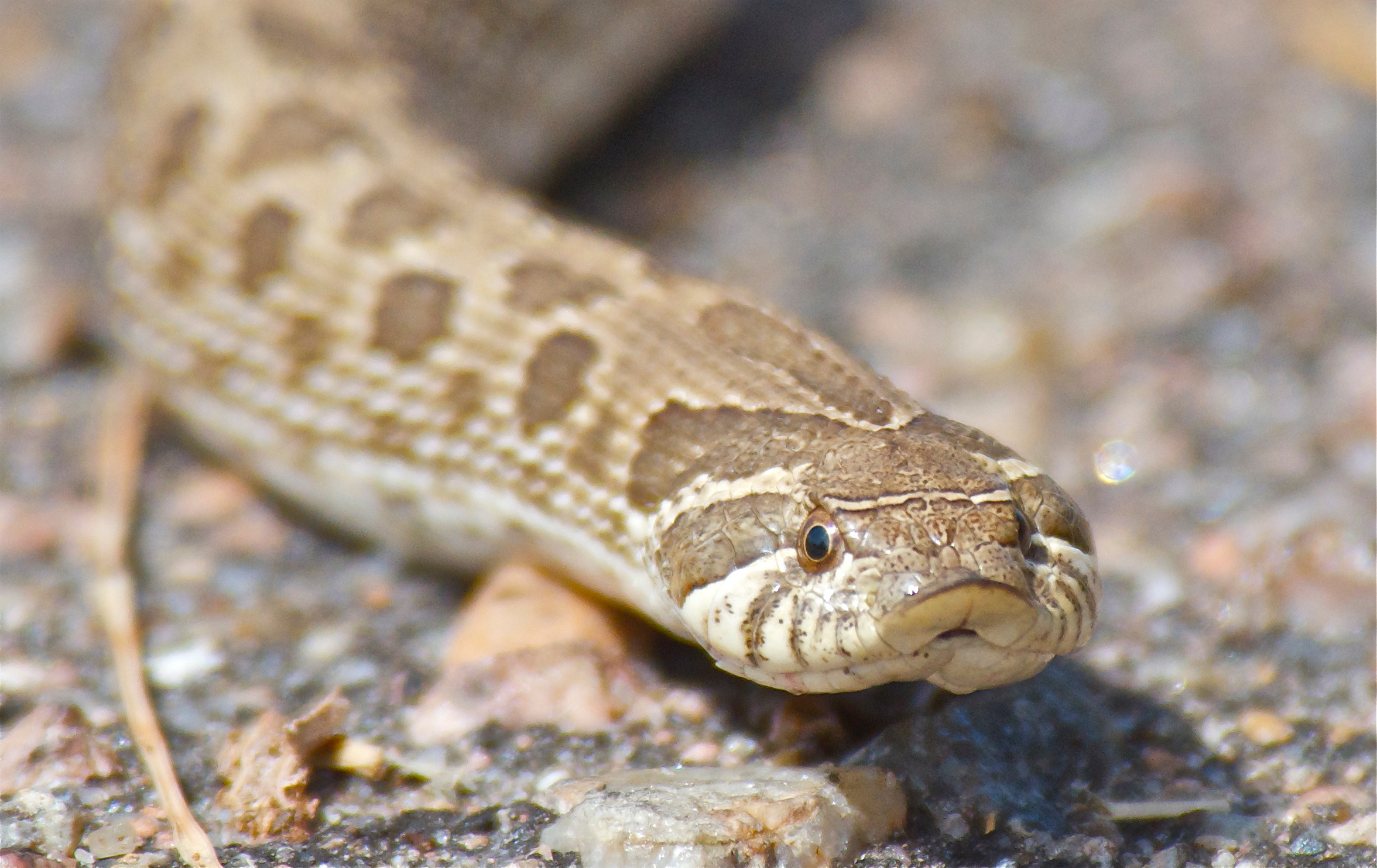 Hog-nosed Snake