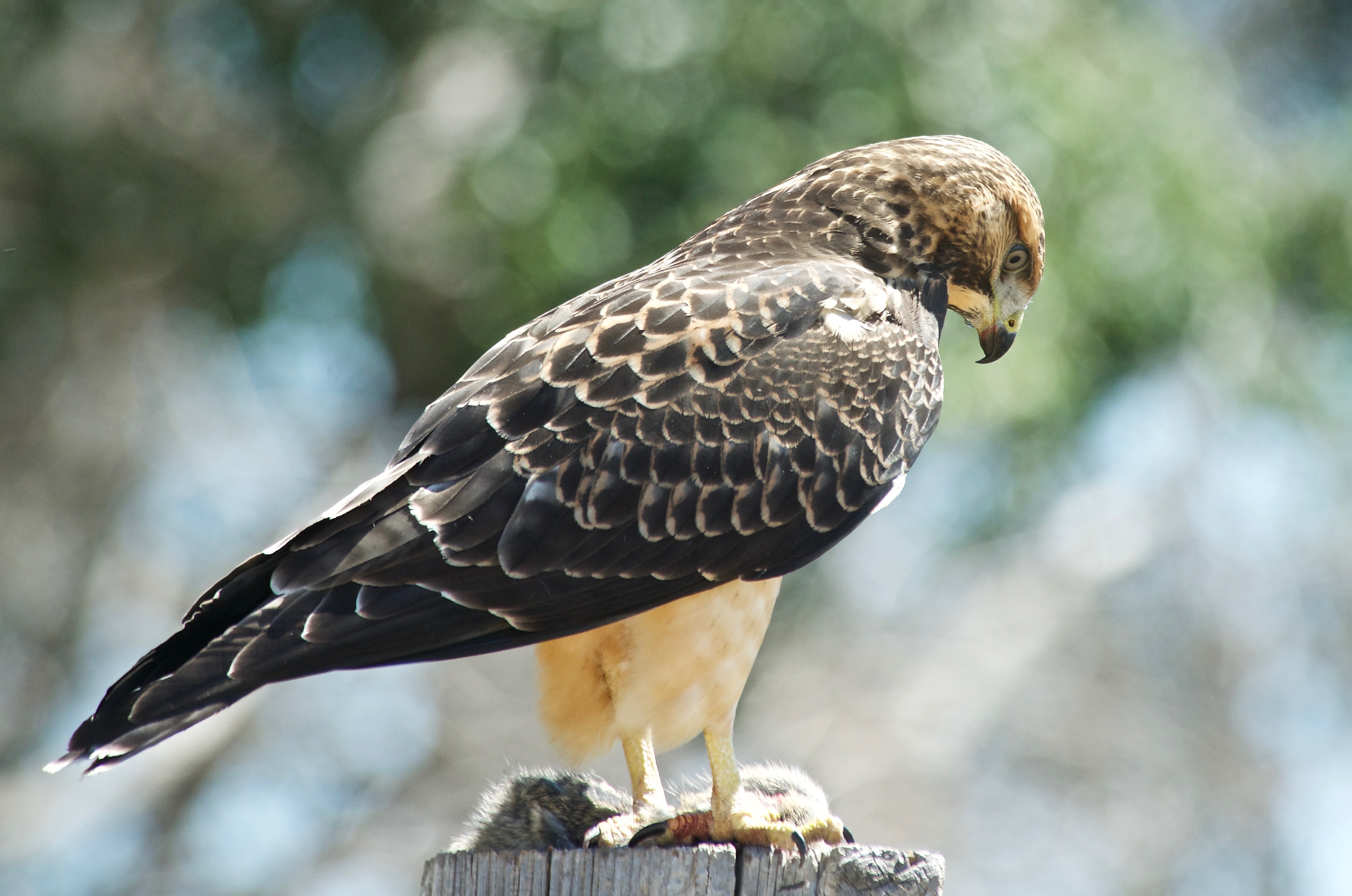 Swainson's Hawk