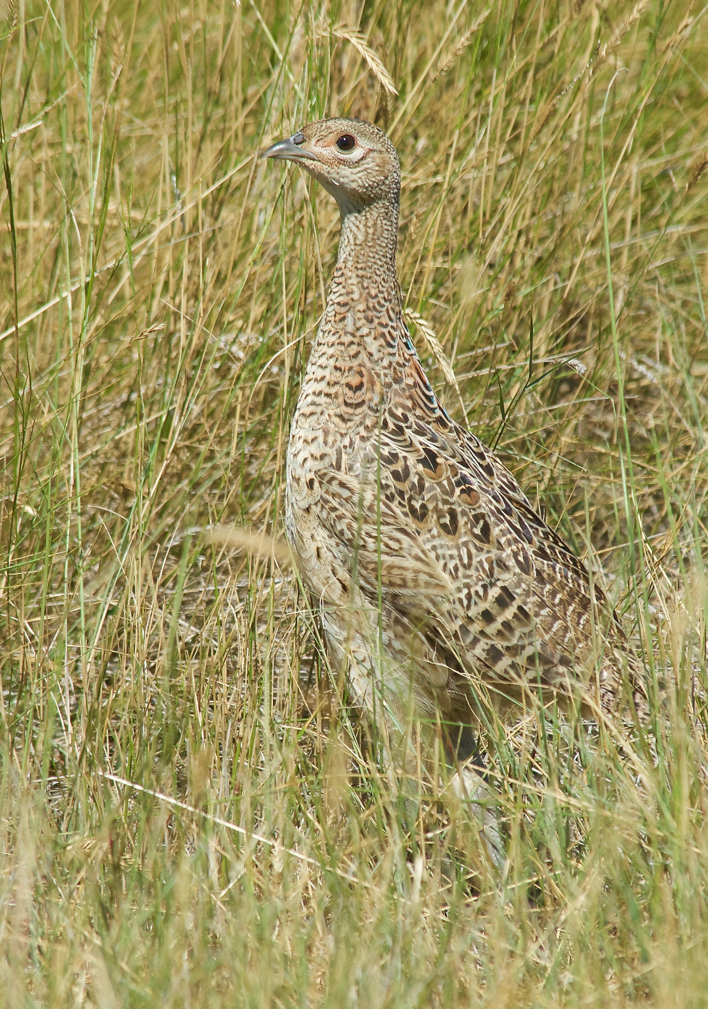 Young Ring-Necked Pheasant (In the Wild)