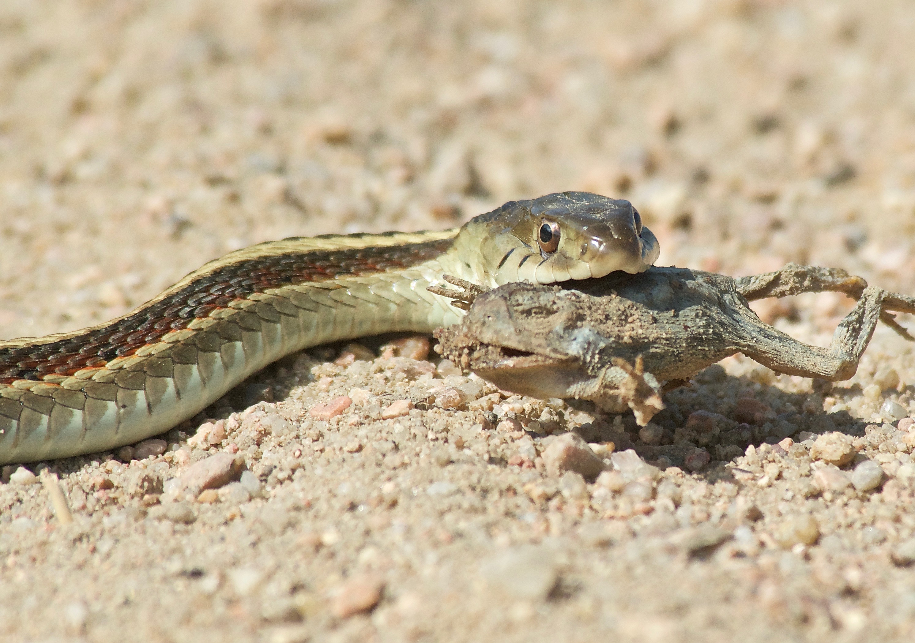 Red-tailed pipe snake not dangerous. but like to lift and spread the tail  to threaten the enemy to misunderstand that is venomous imitate cobra. in  agricultural garden countryside of Thailand. Stock Photo