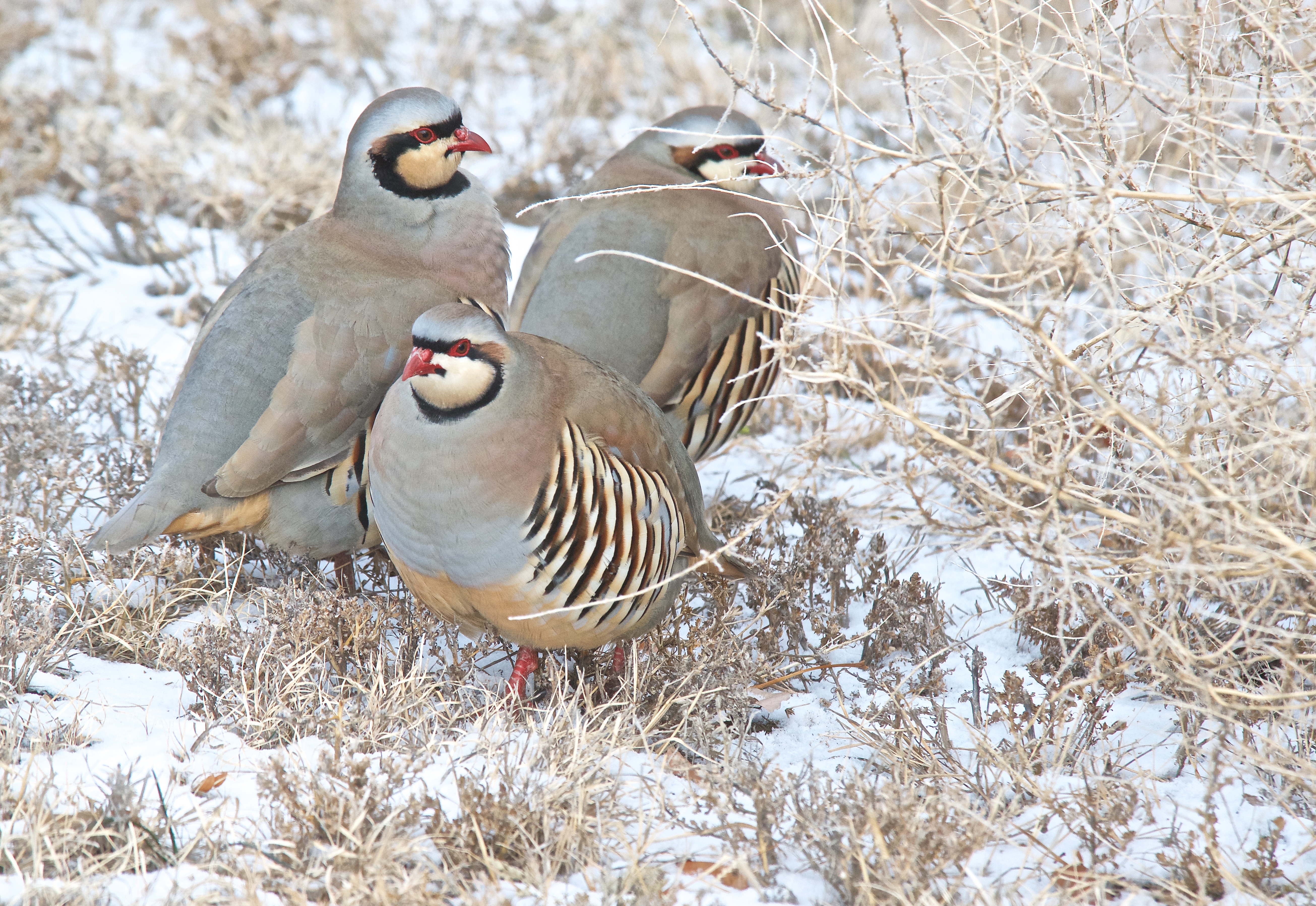 Chukar