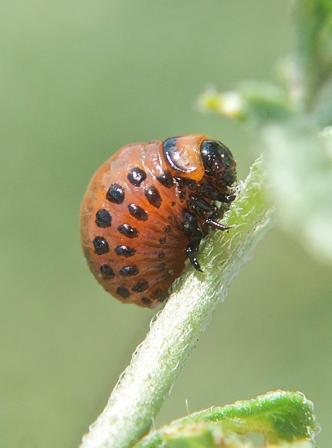 Colorado Potato Bug Larva on Cutleaf Nightshade