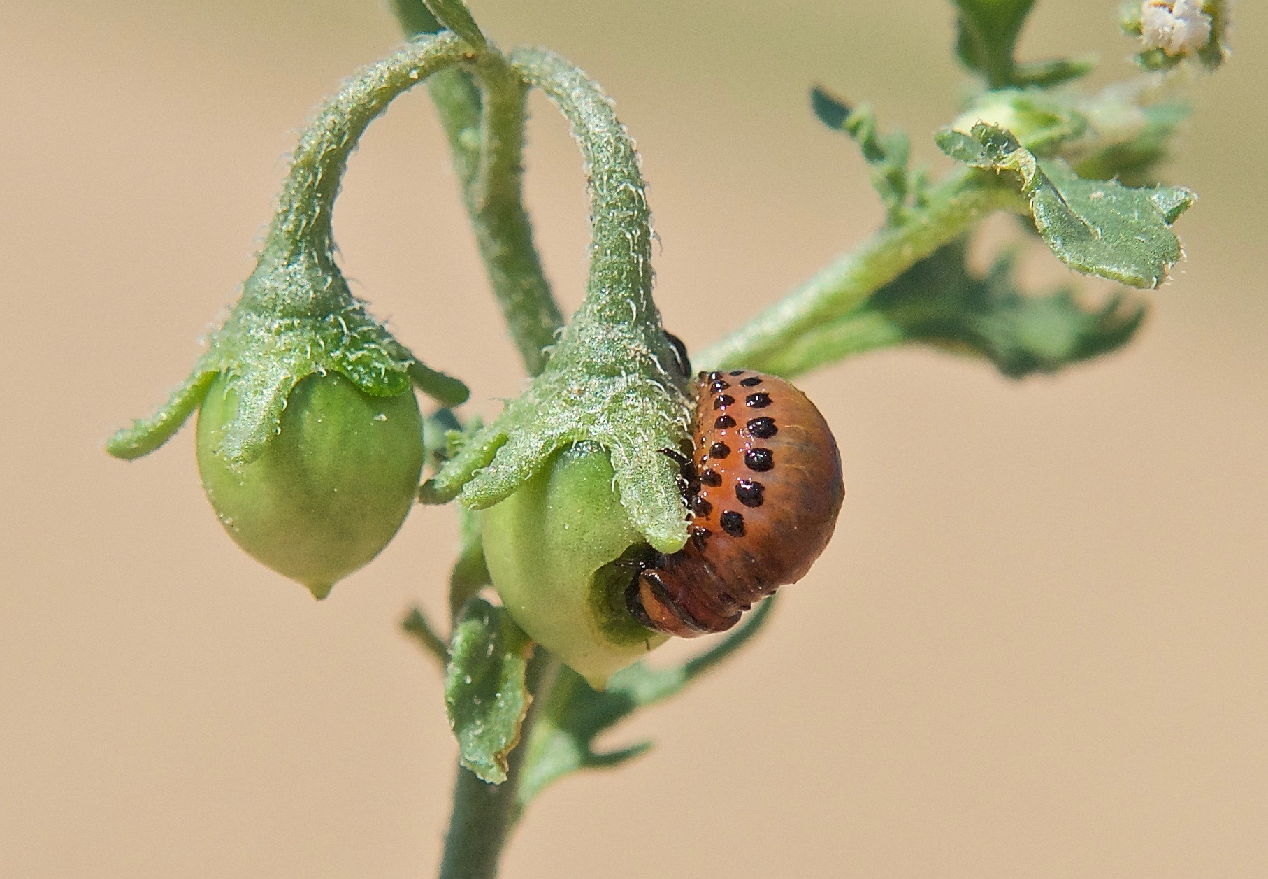 Colorado Potato Bug Larva on Cutleaf Nightshade