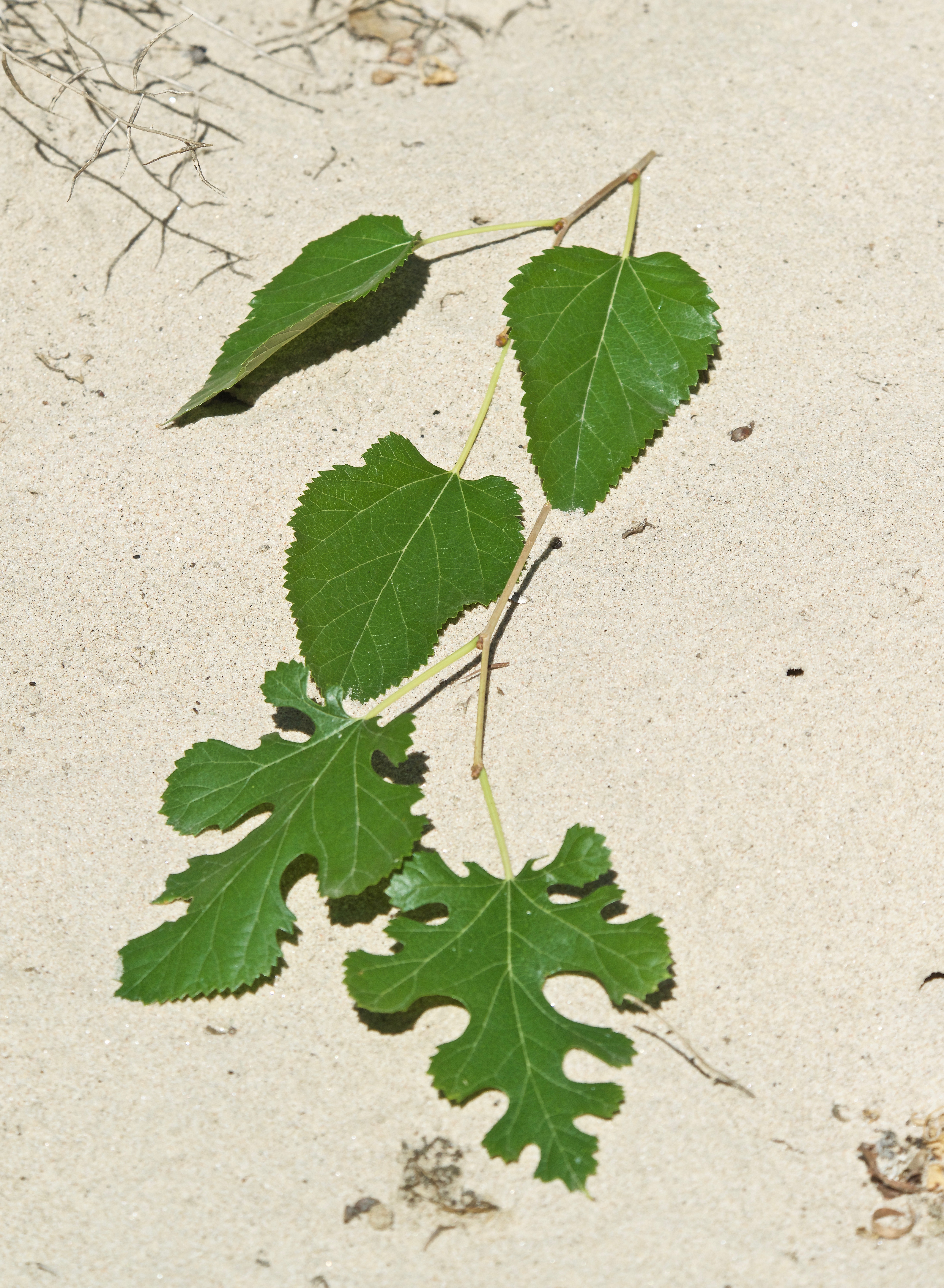 Mulberry Tree Leaves from Same Tree