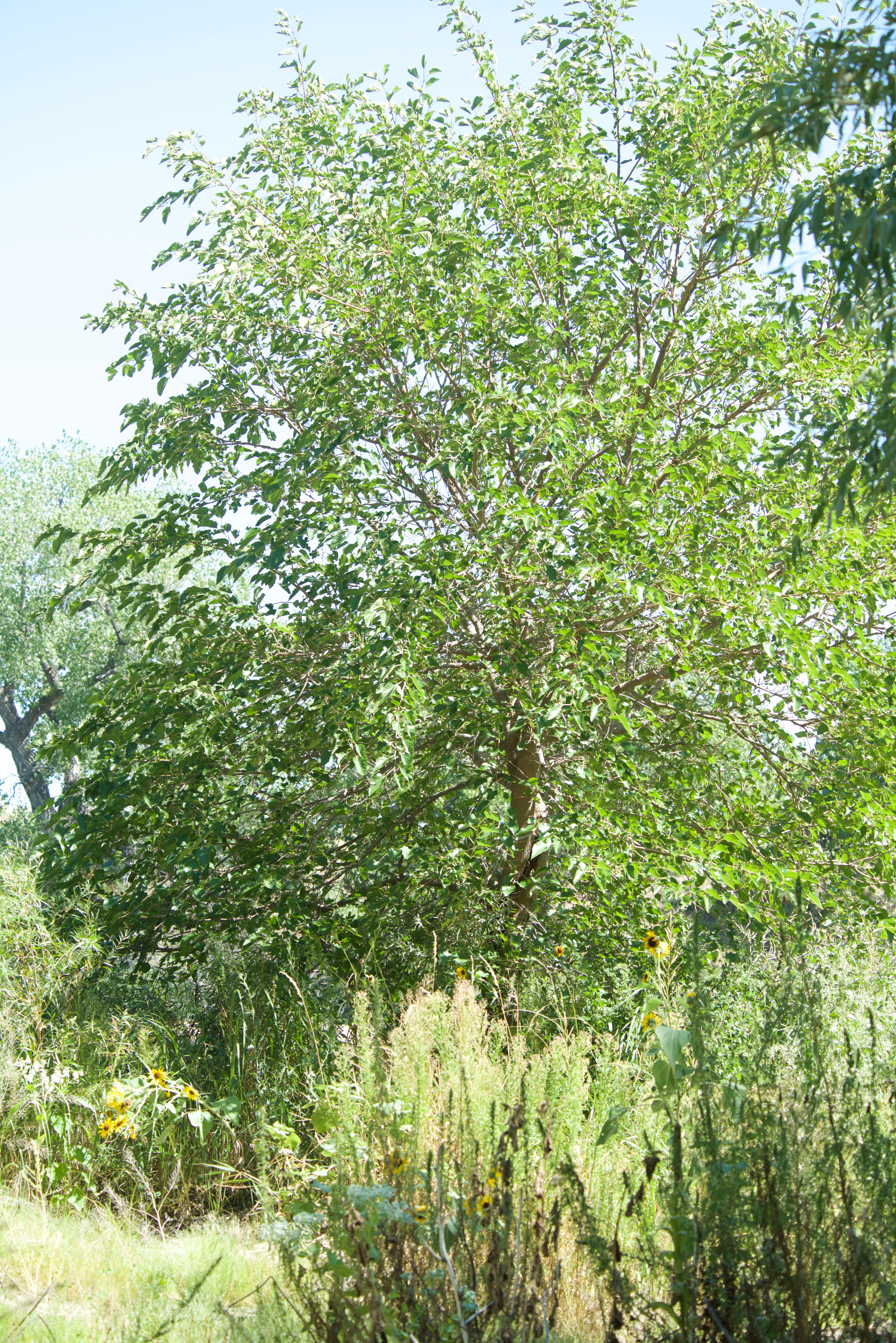 Mulberry Tree