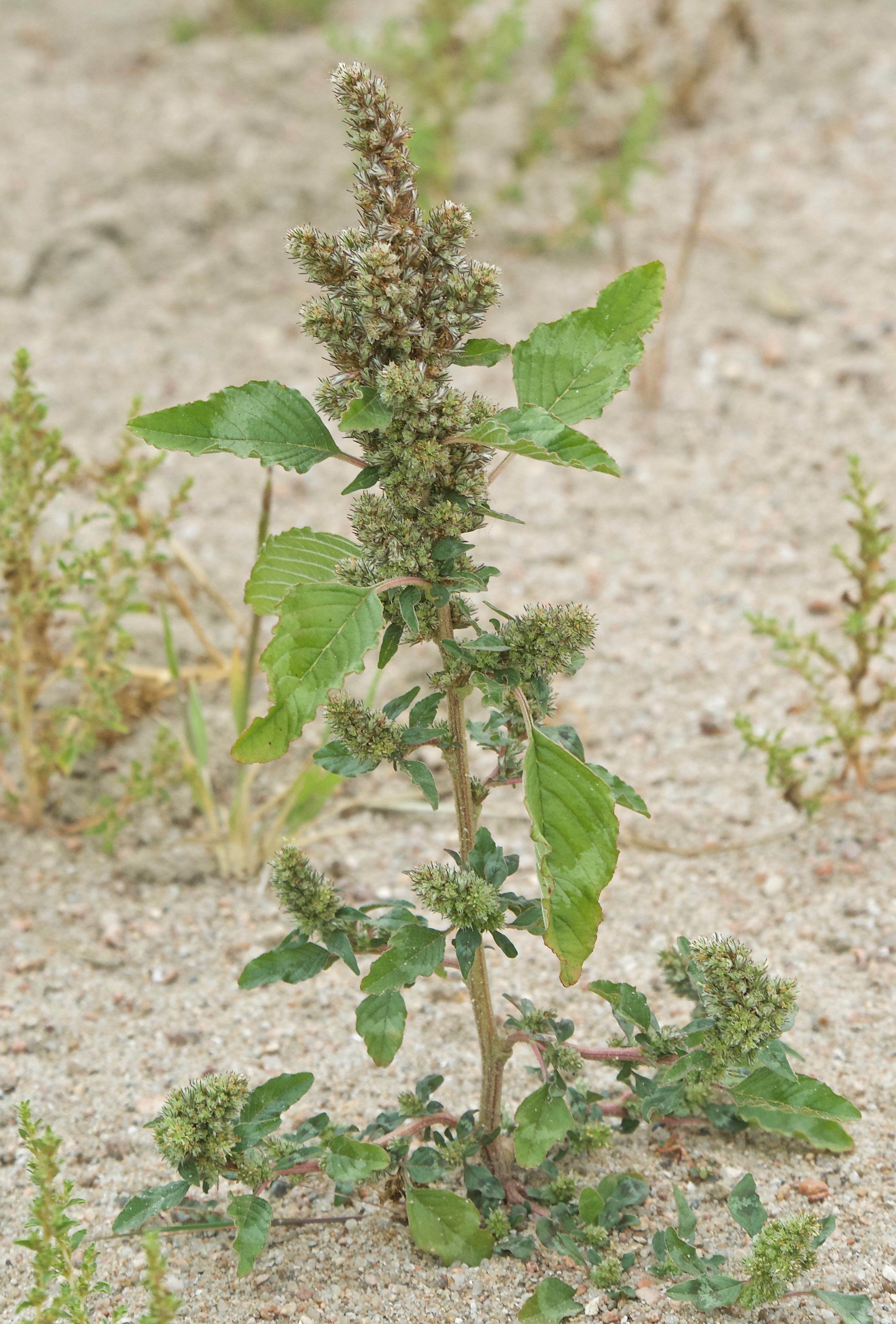 Red Root Pigweed  (Amaranthus retroflexus)