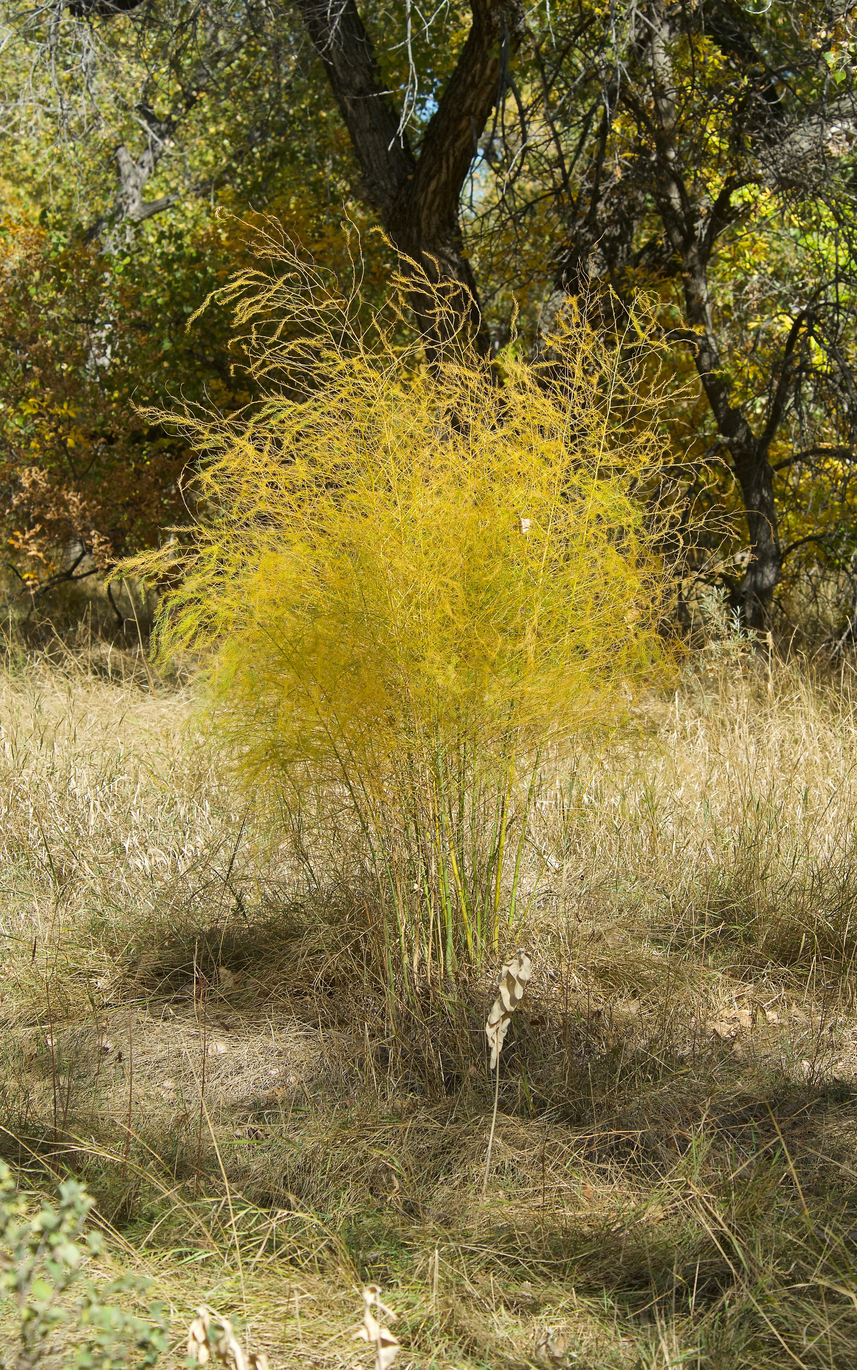 Wild Asparagus