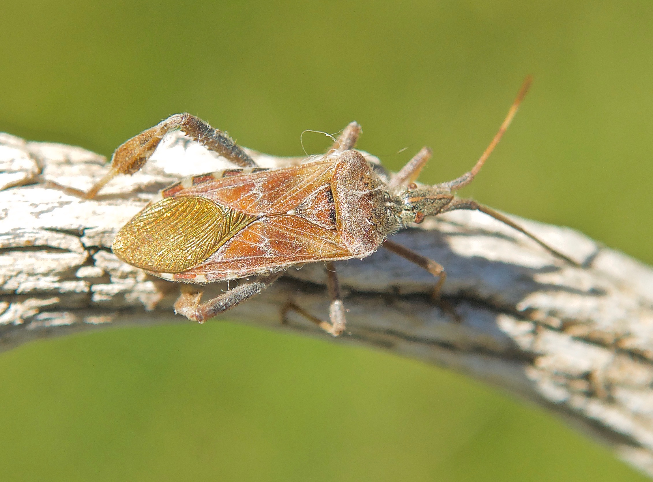 Western Box Elder Bug