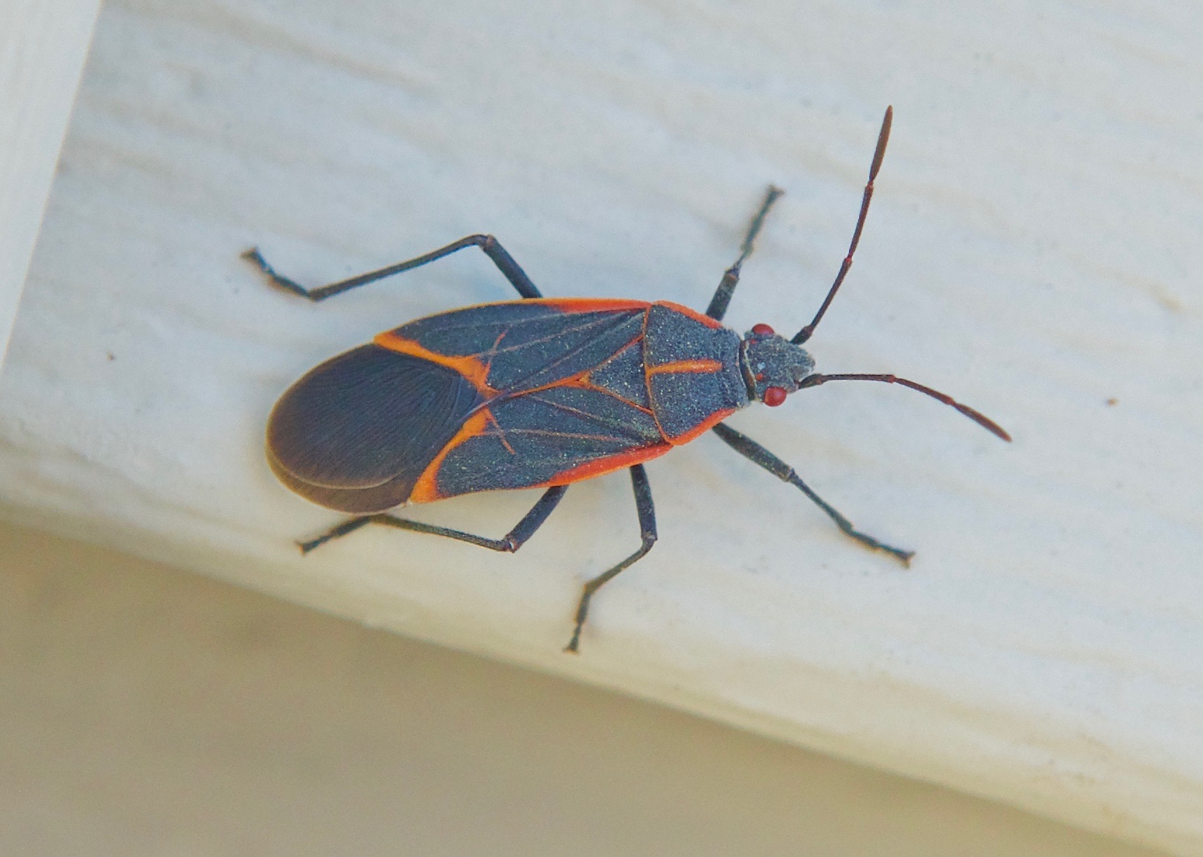 Common Box Elder Bug