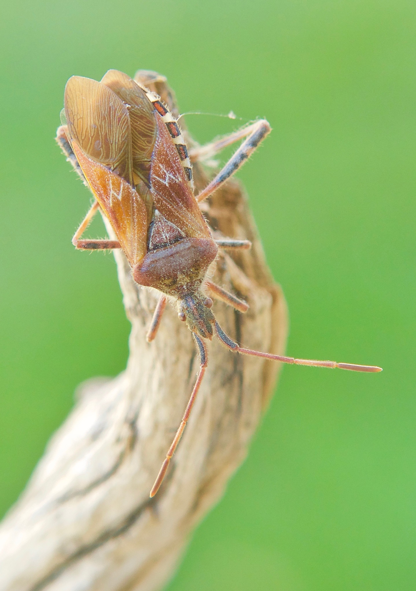 Western Box Elder Bug