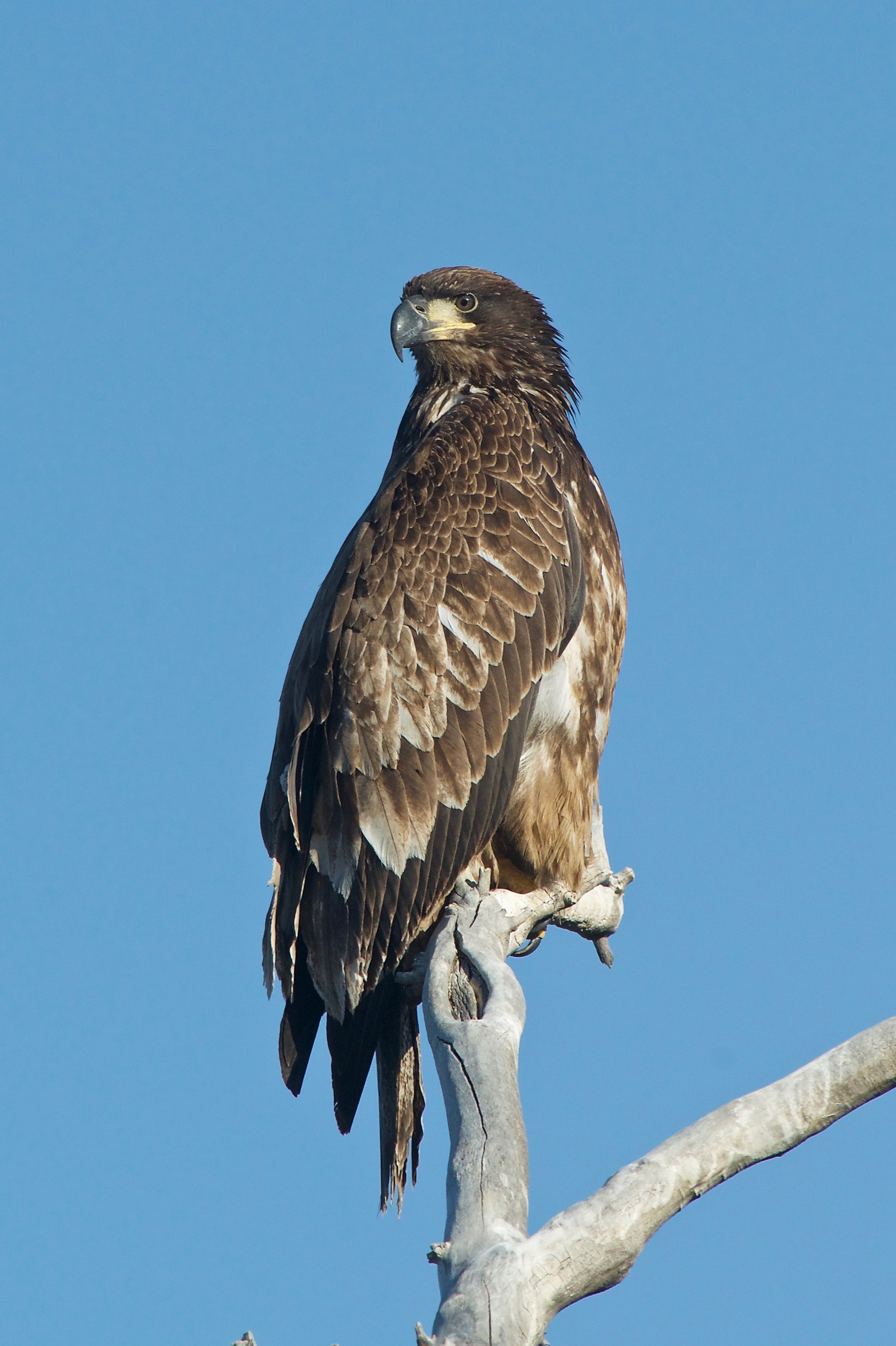 Bald Eagle Juvenile