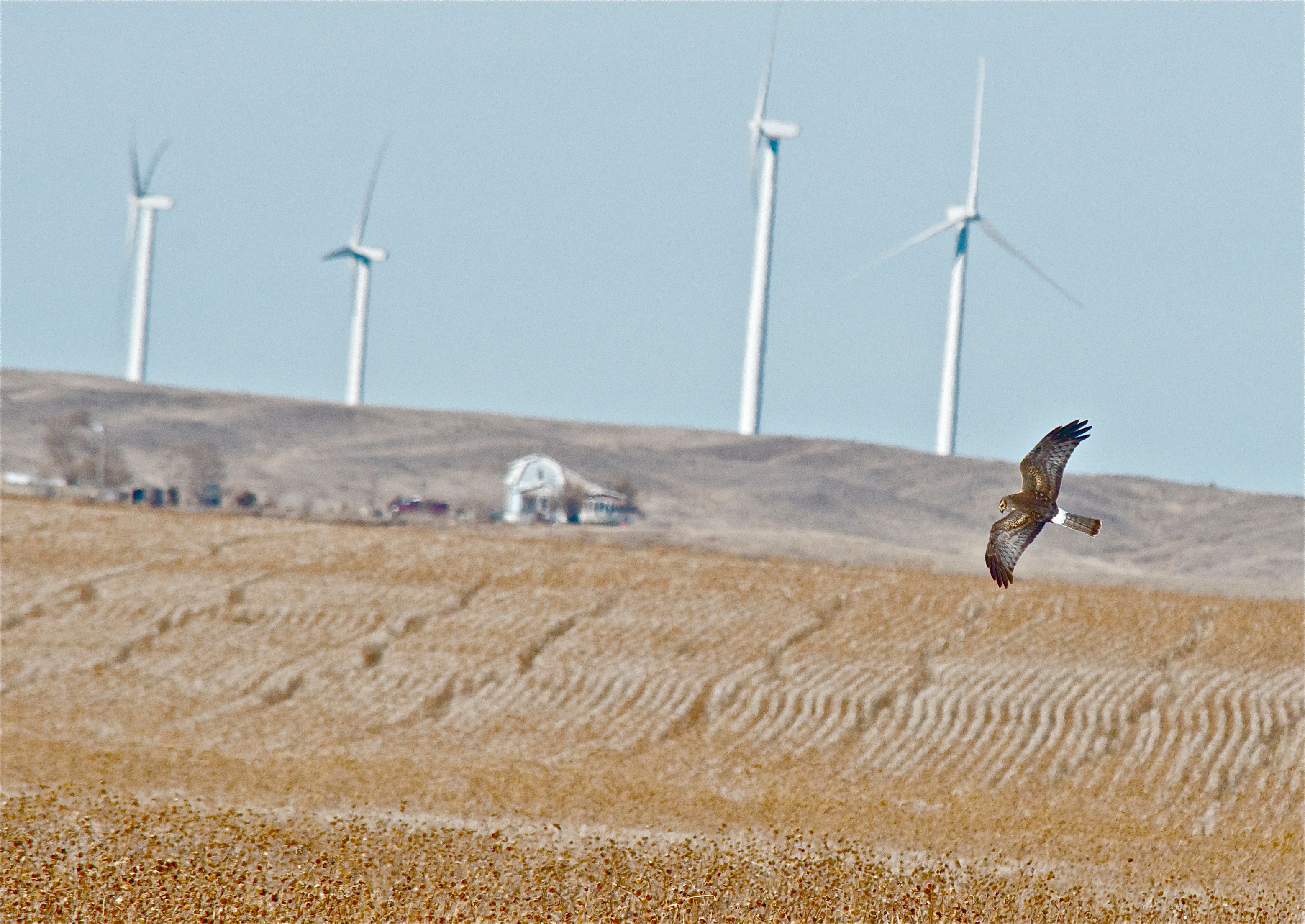 Northern Harrier over its Territory