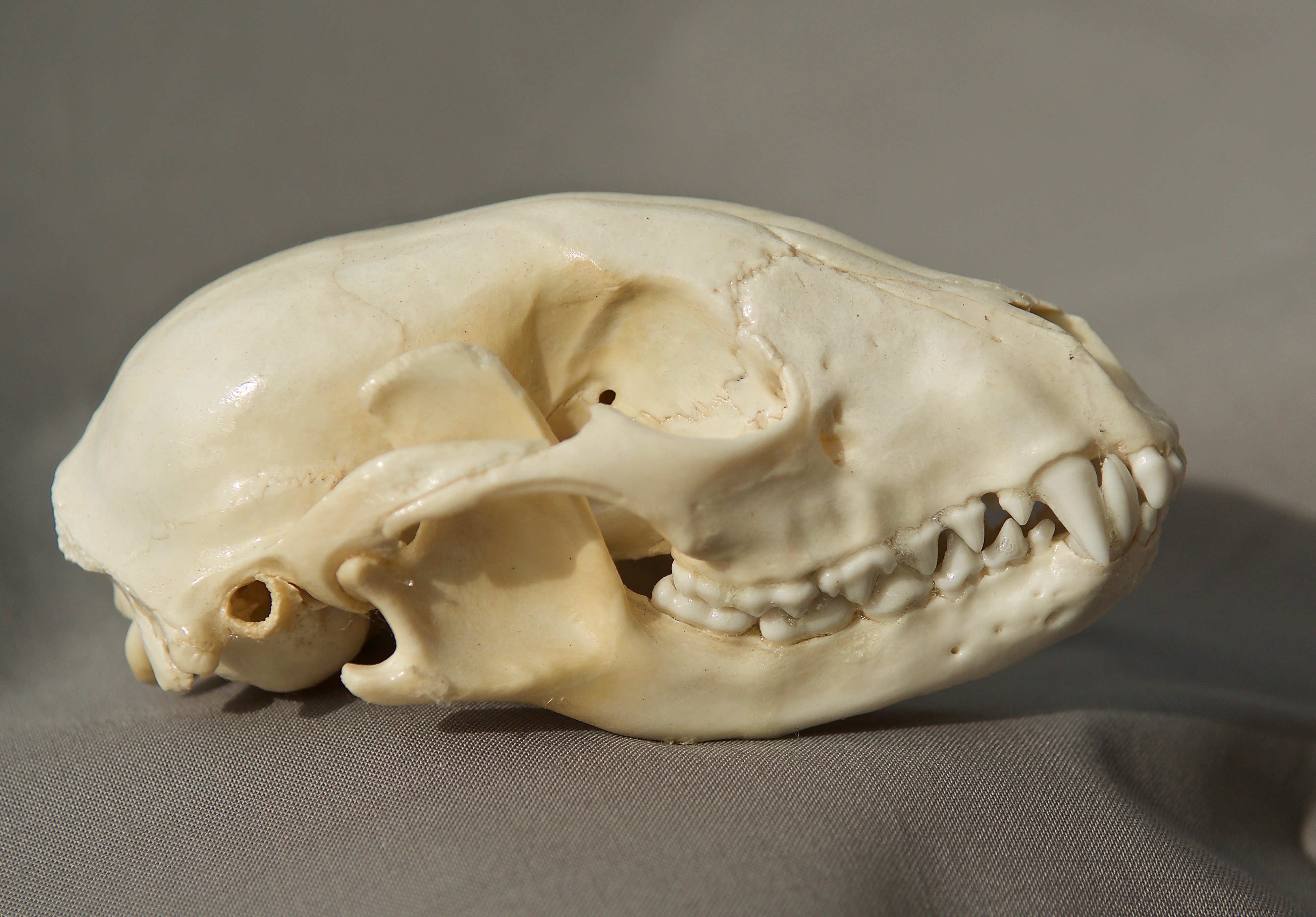 Raccoon Skull