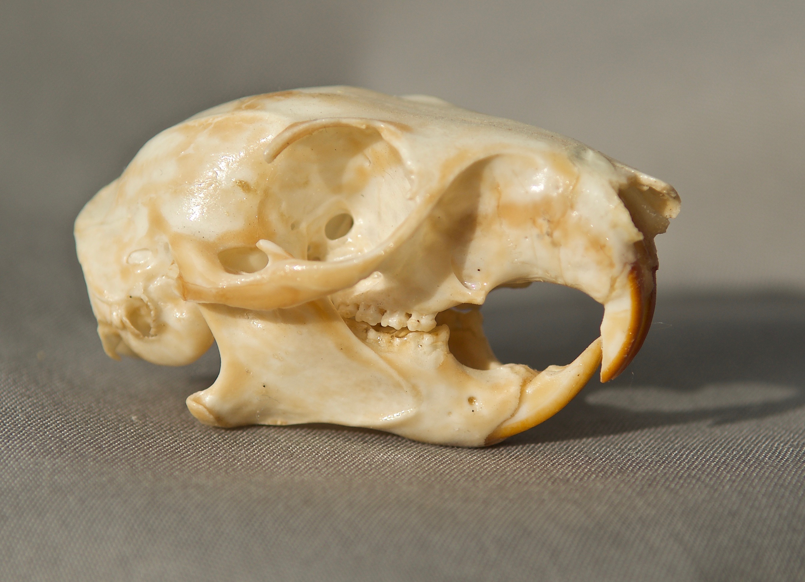 Fox Squirrel Skull