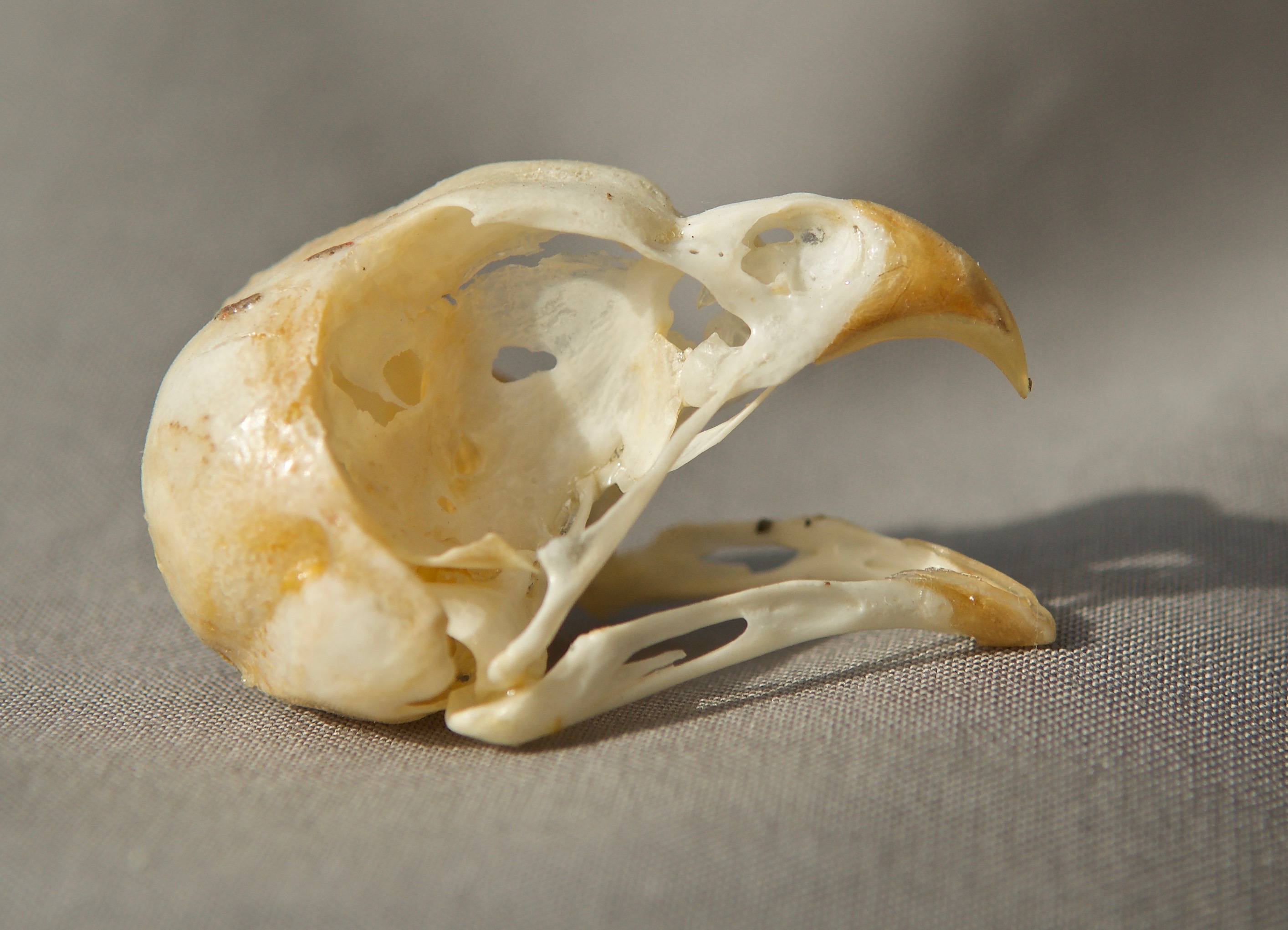 Burrowing Owl Skull