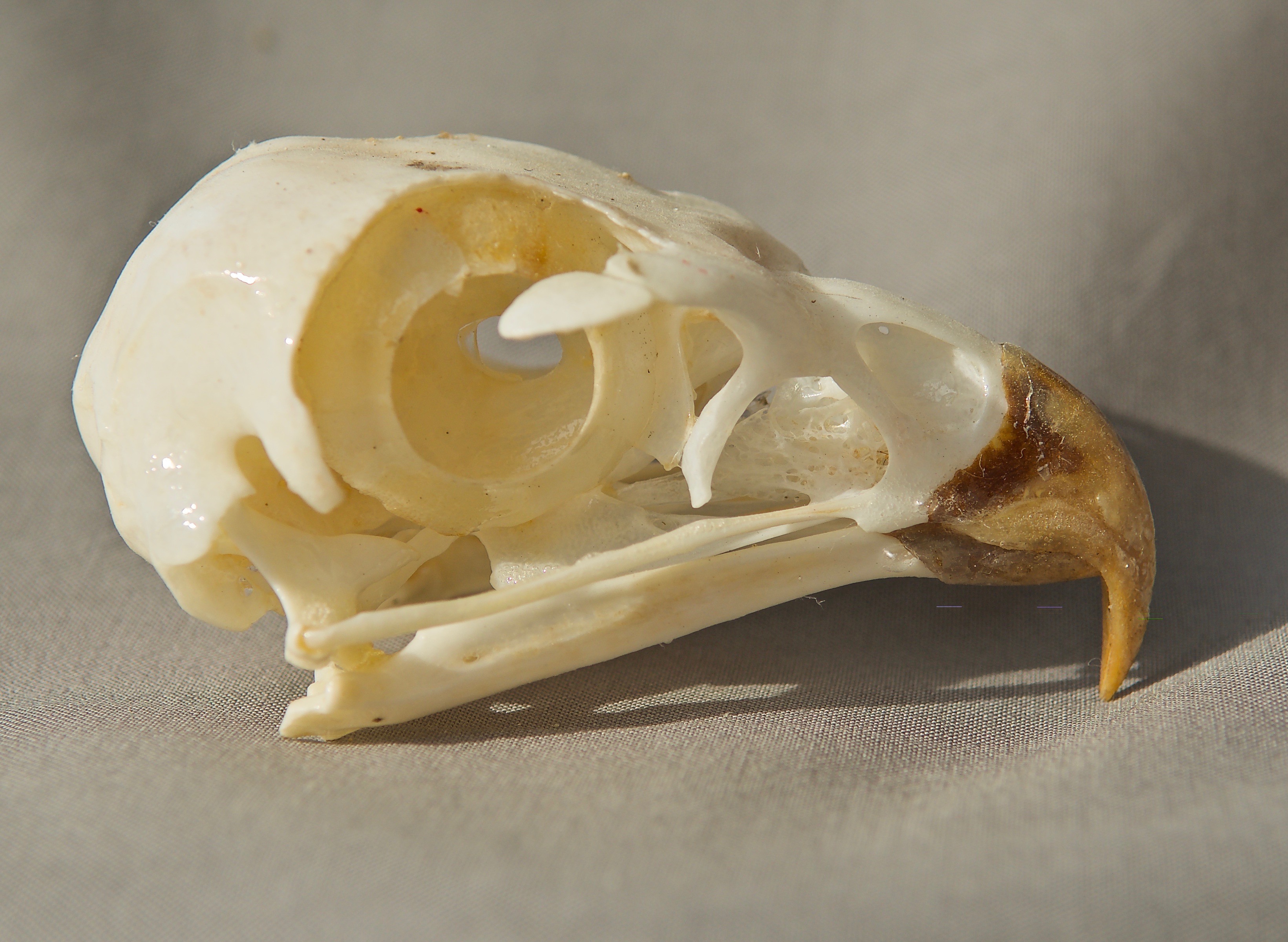 Red-Tailed Hawk Skull