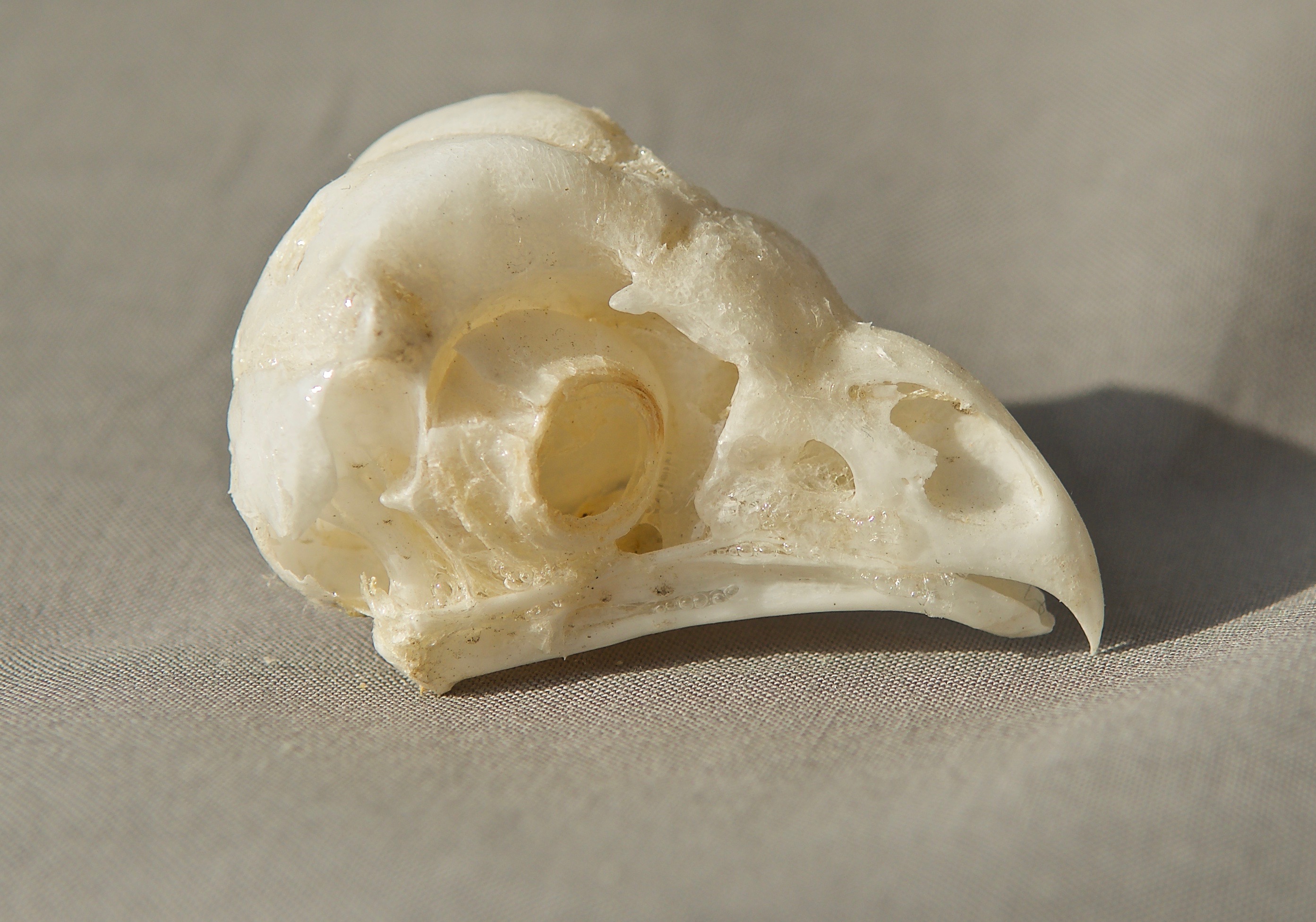 Barn Owl Skull