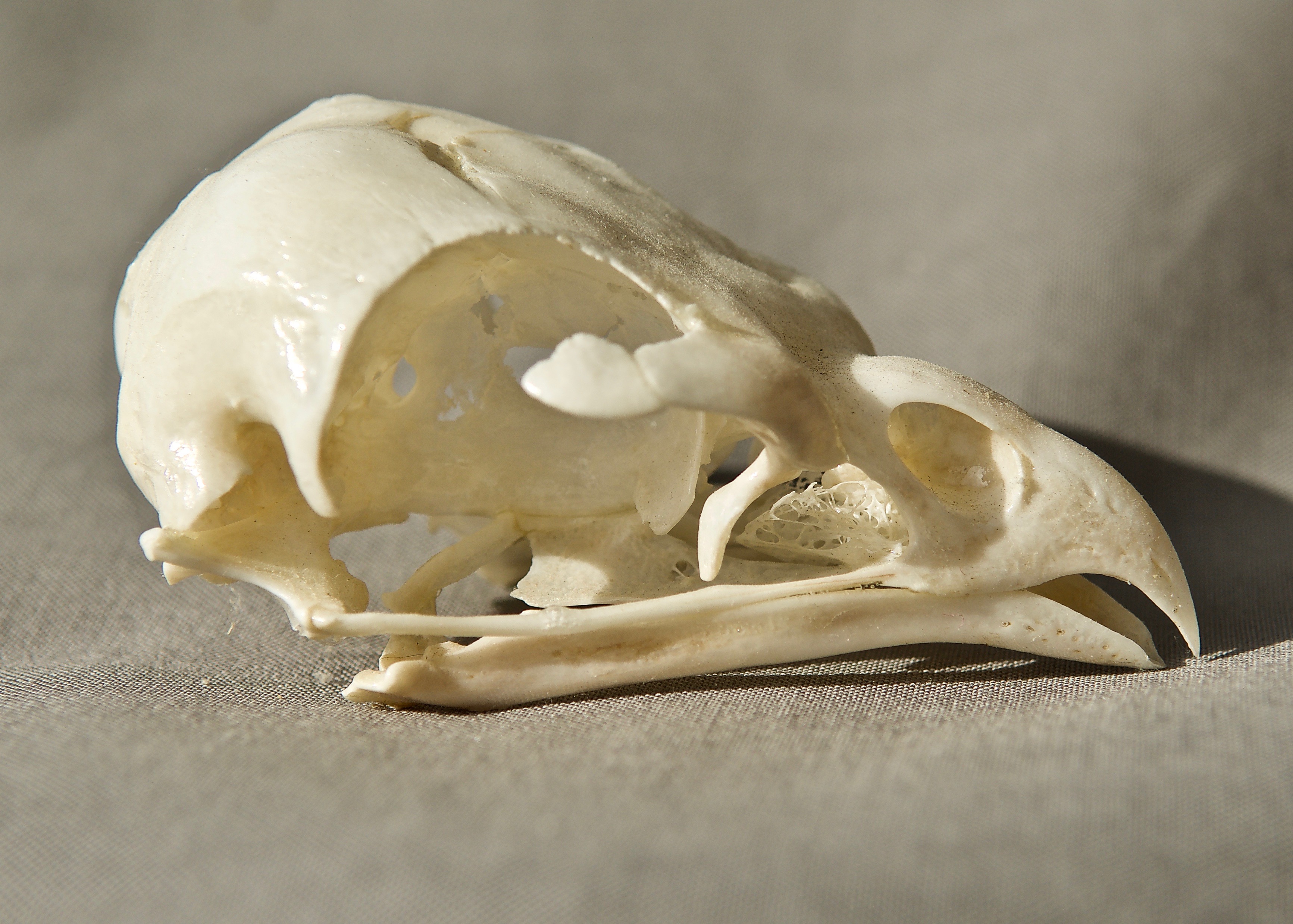 Red-Tailed Hawk Skull (Probably)