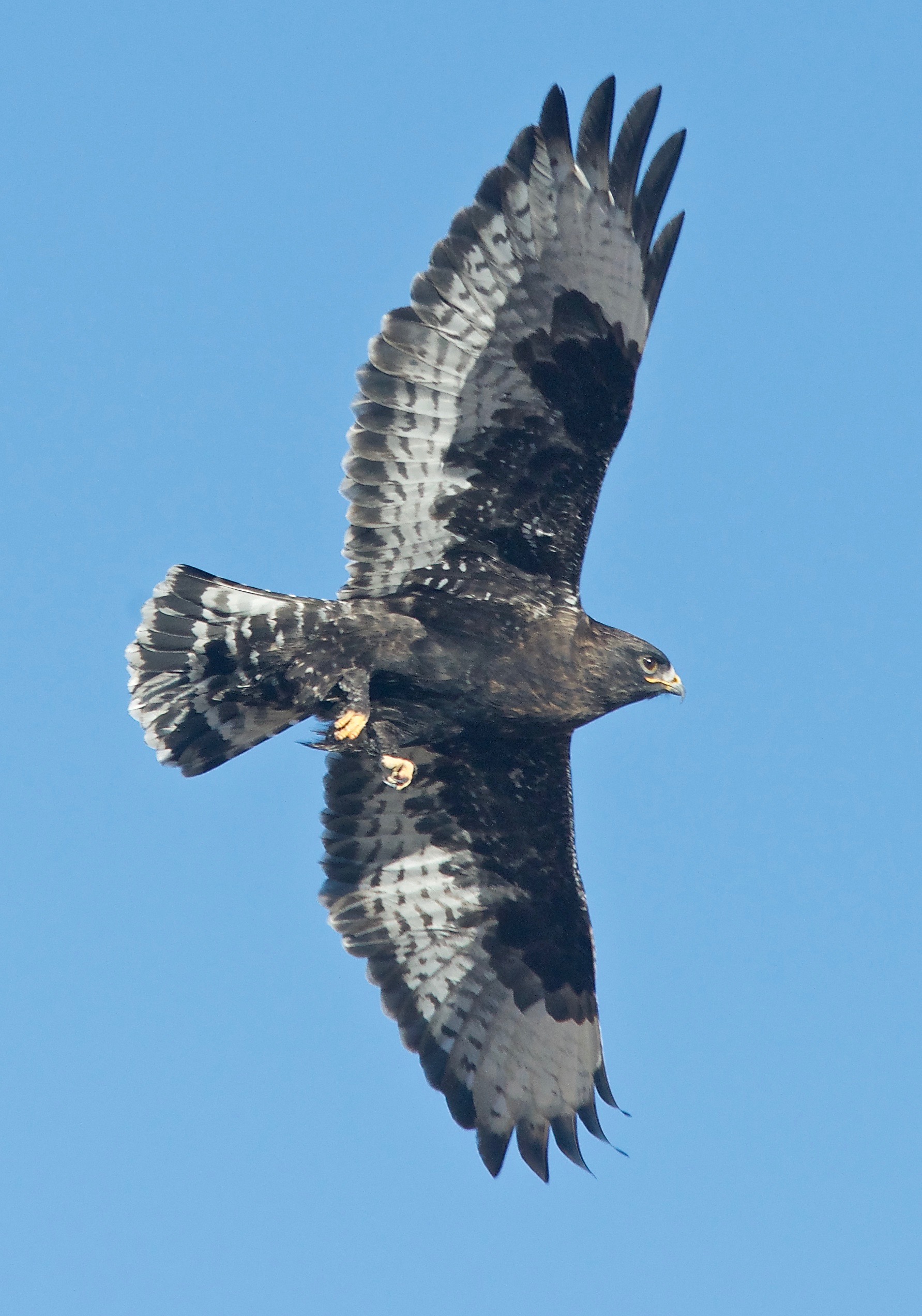 Dark Phase Rough-Legged Hawk