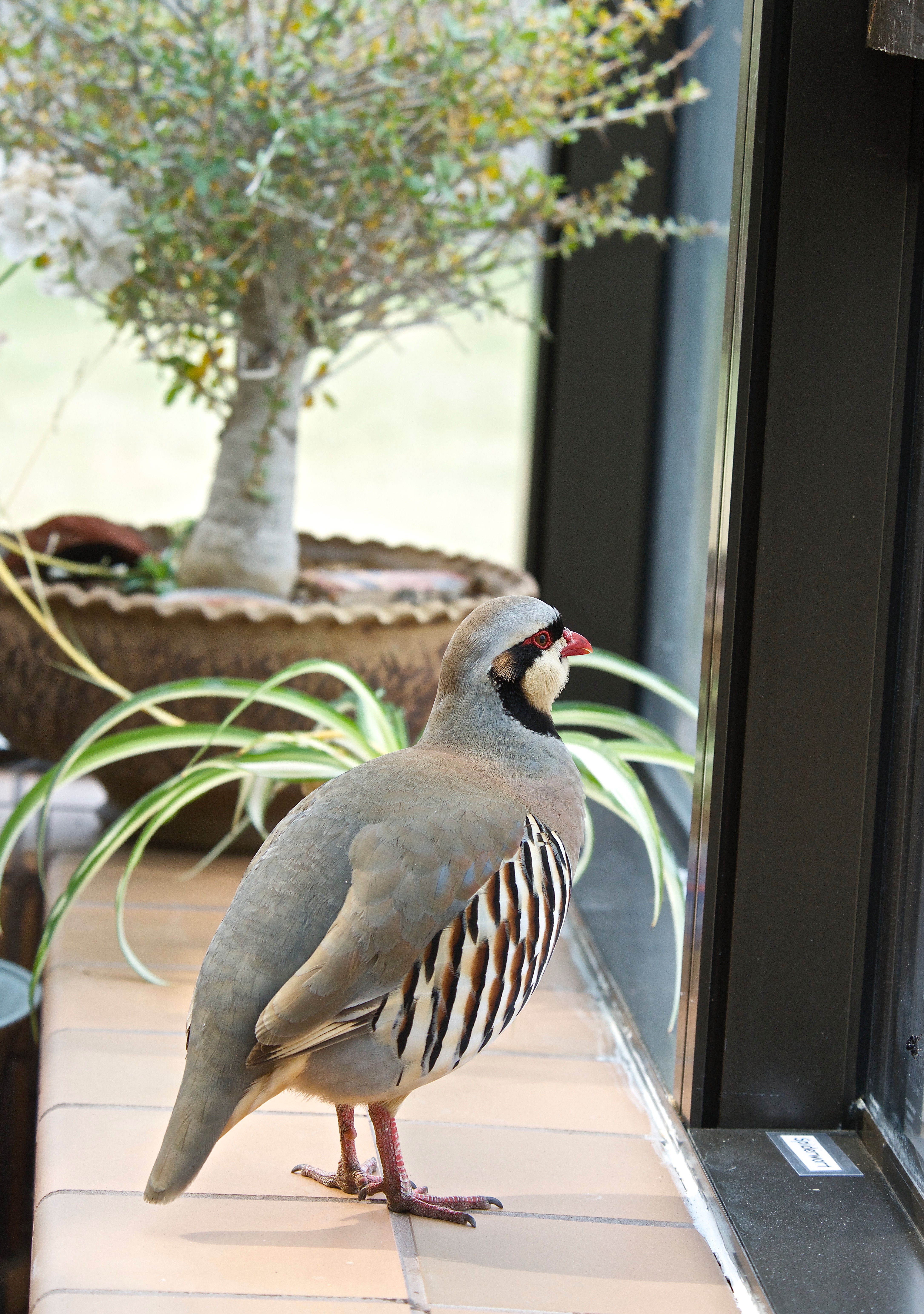 Chukar in Sunroom