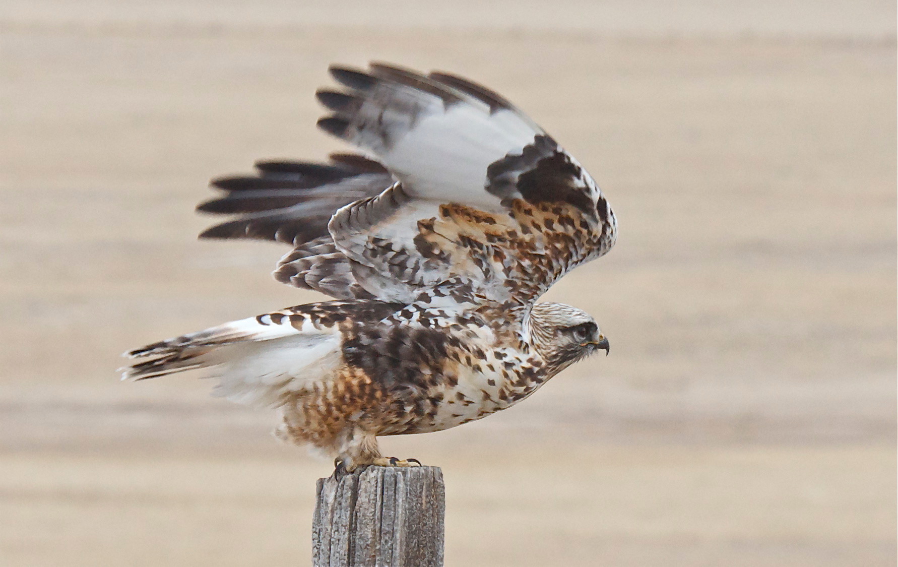 Rough-Legged Hawk