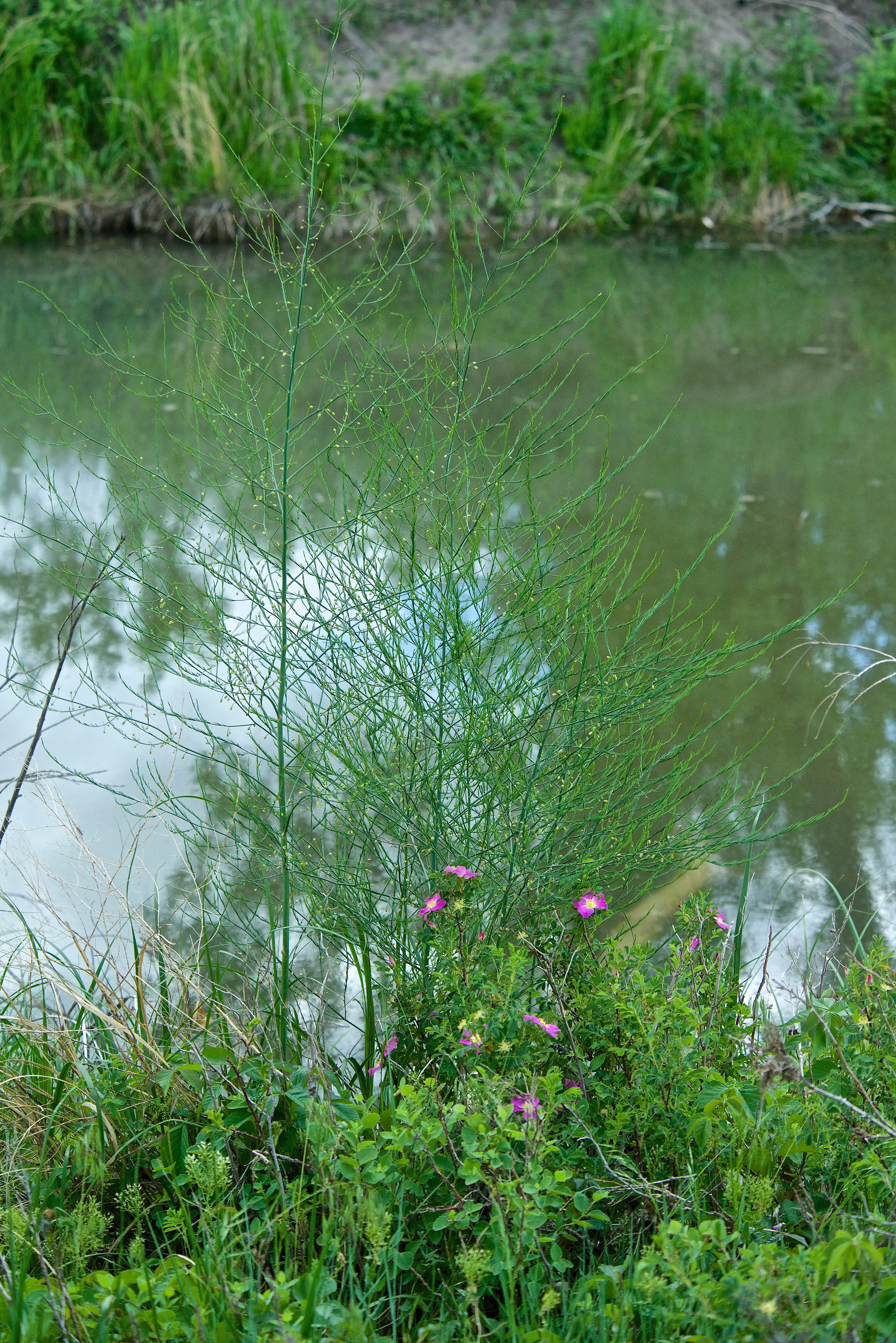 Wild Asparagus w/Wild Rose (May)