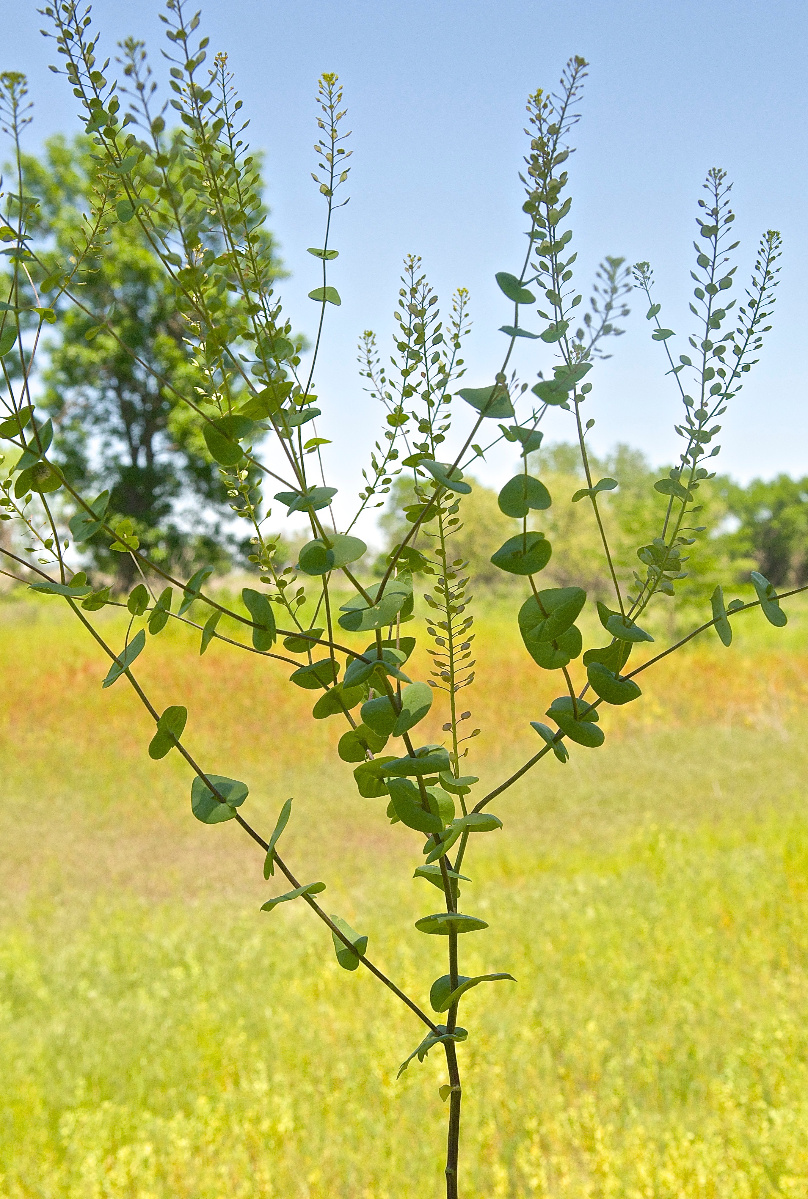 Clasping Peppergrass (Lepidium perfoliatum)