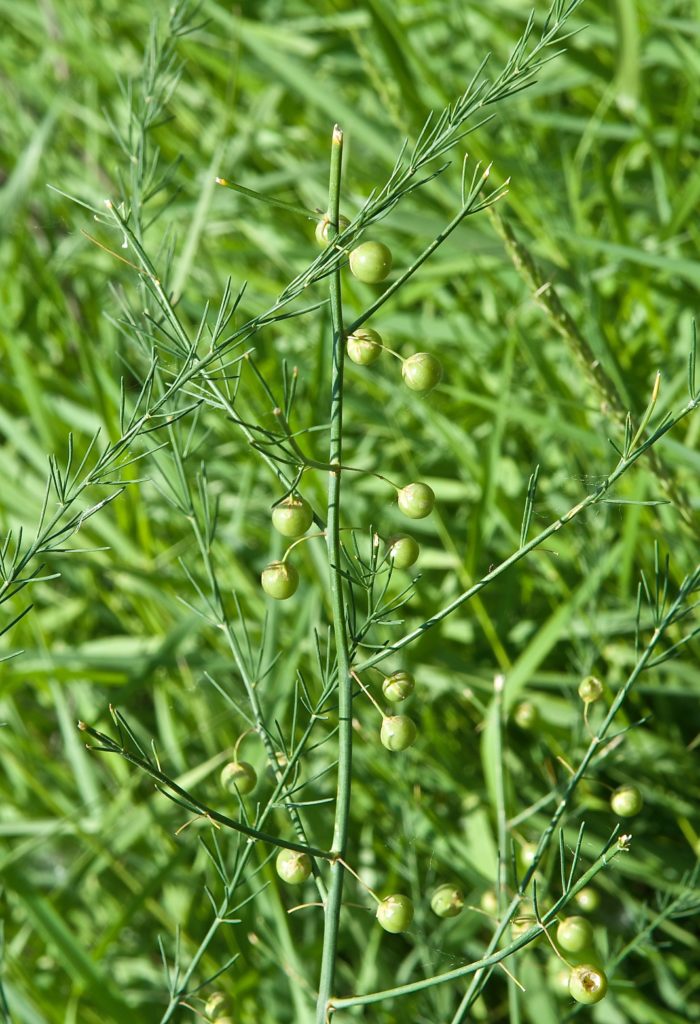 Wild Asparagus Plants and Animals of Northeast Colorado