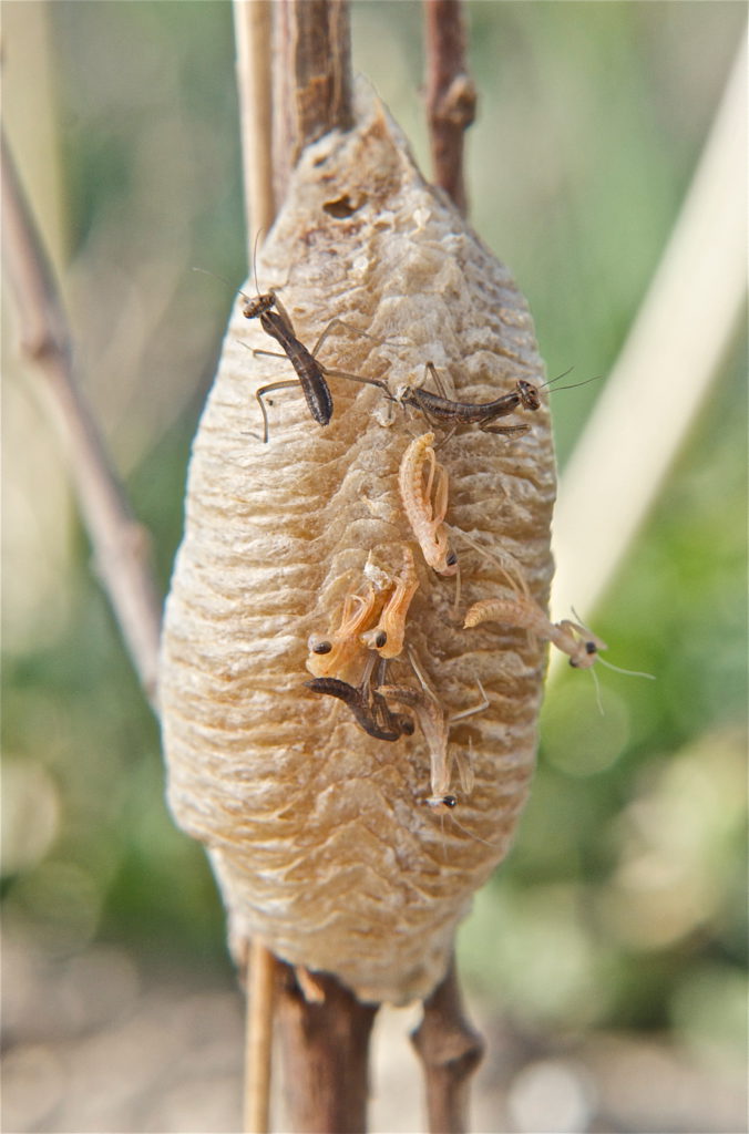 Praying Mantis - Plants and Animals of Northeast Colorado