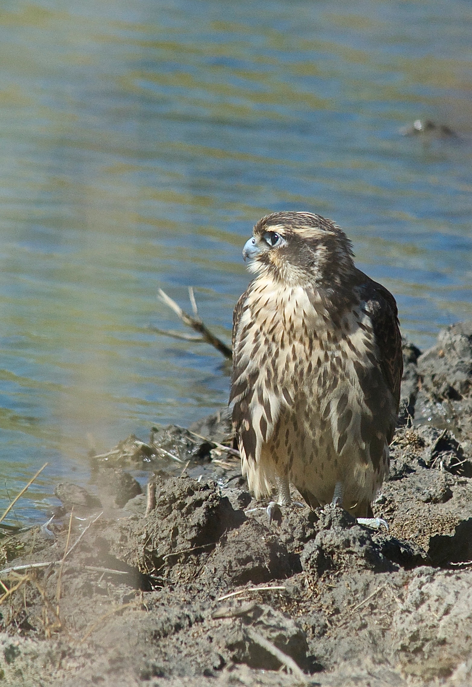 Juvenile Prairie Falcon at Prairie Water Hole