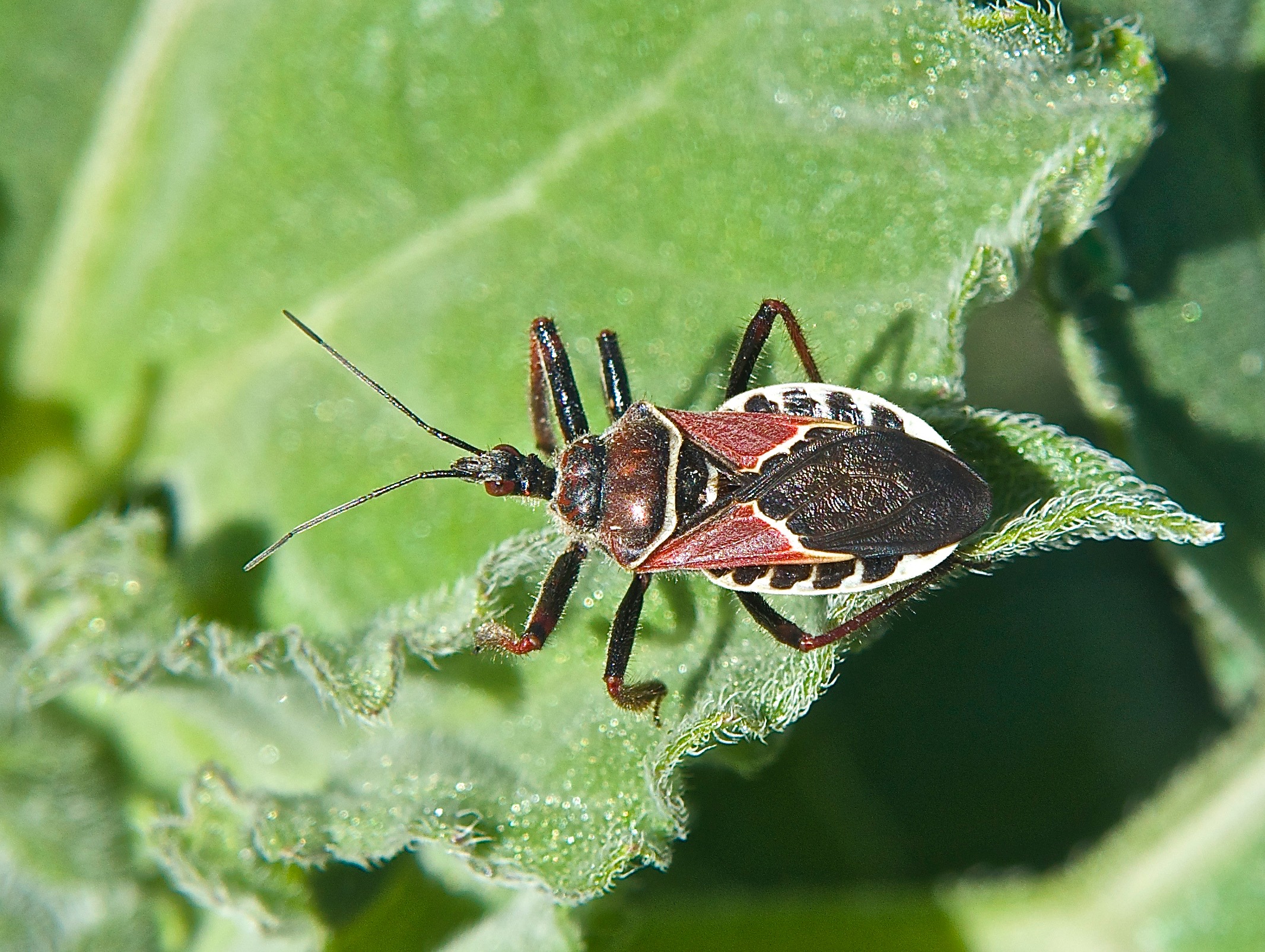 Seed Bug (Leptoglossus ?) on Sunflower