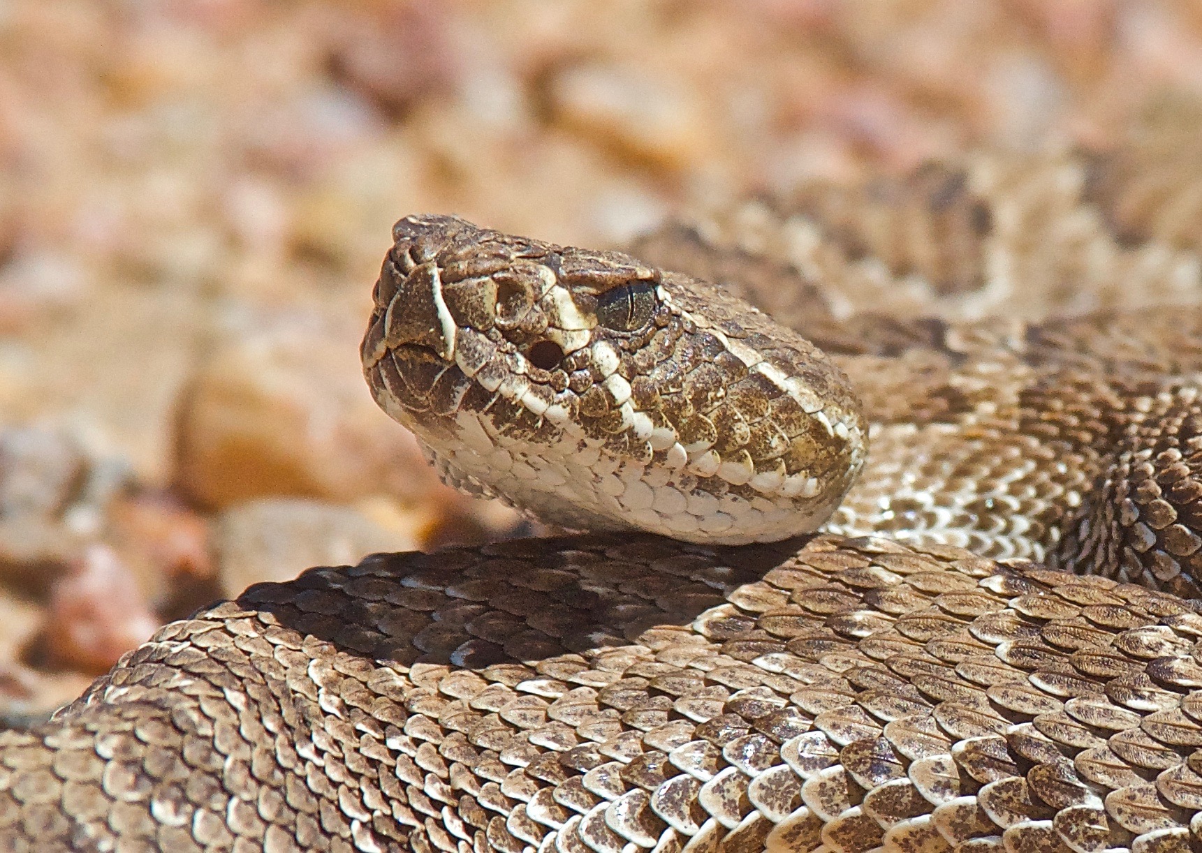 Prairie Rattler – Version 2