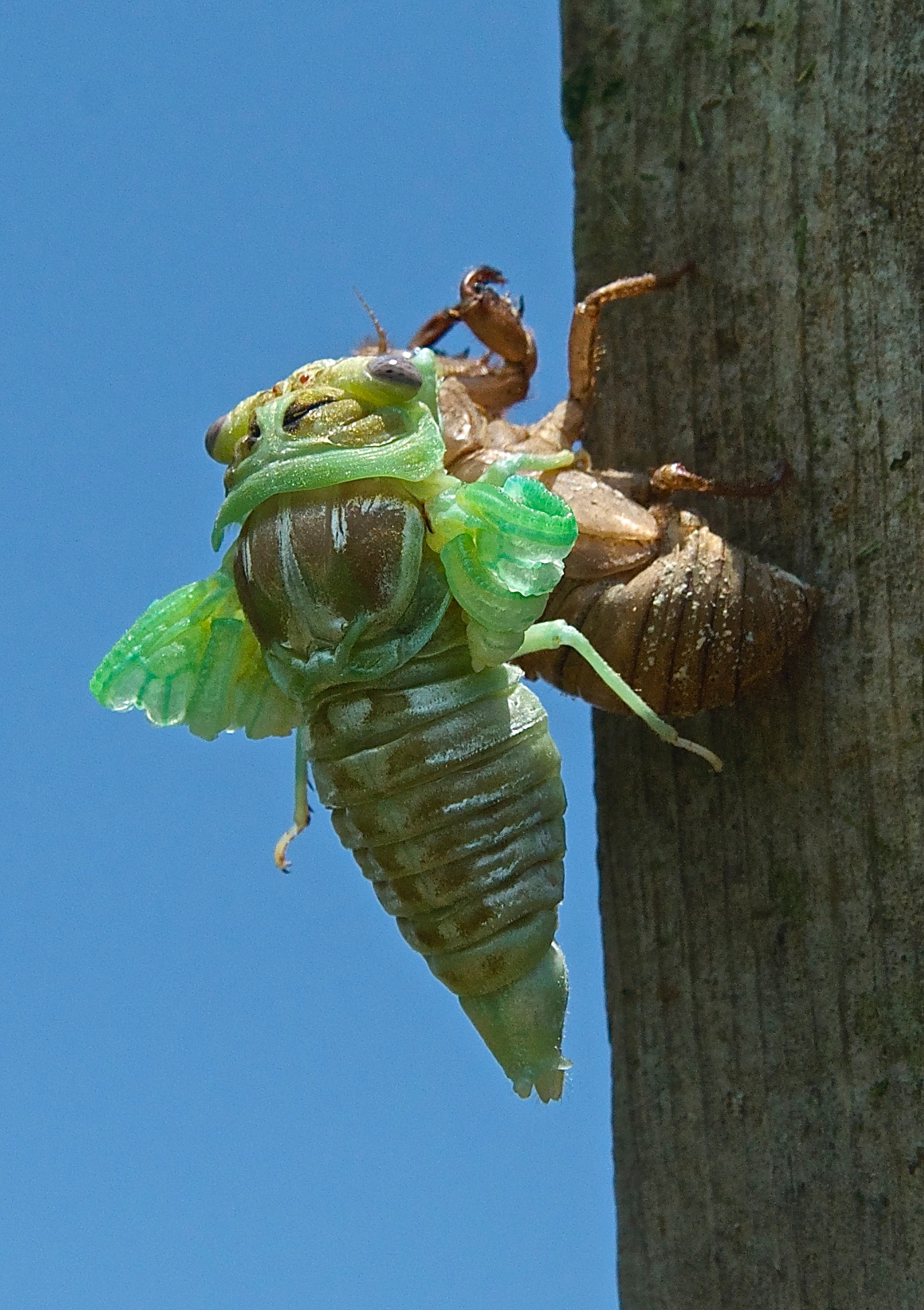 Cicada emerging