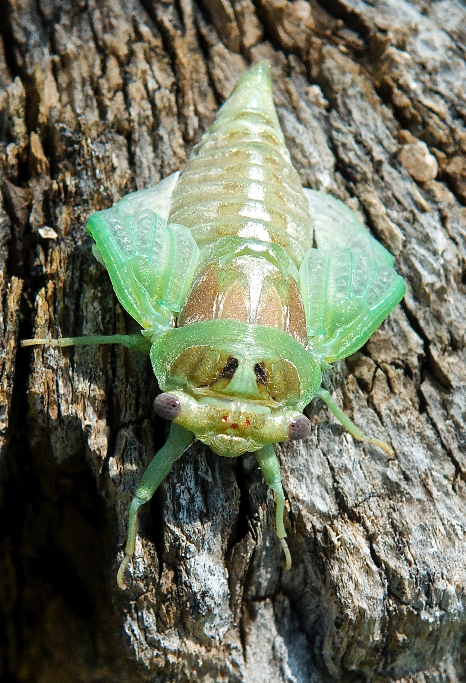 Cicada emerging