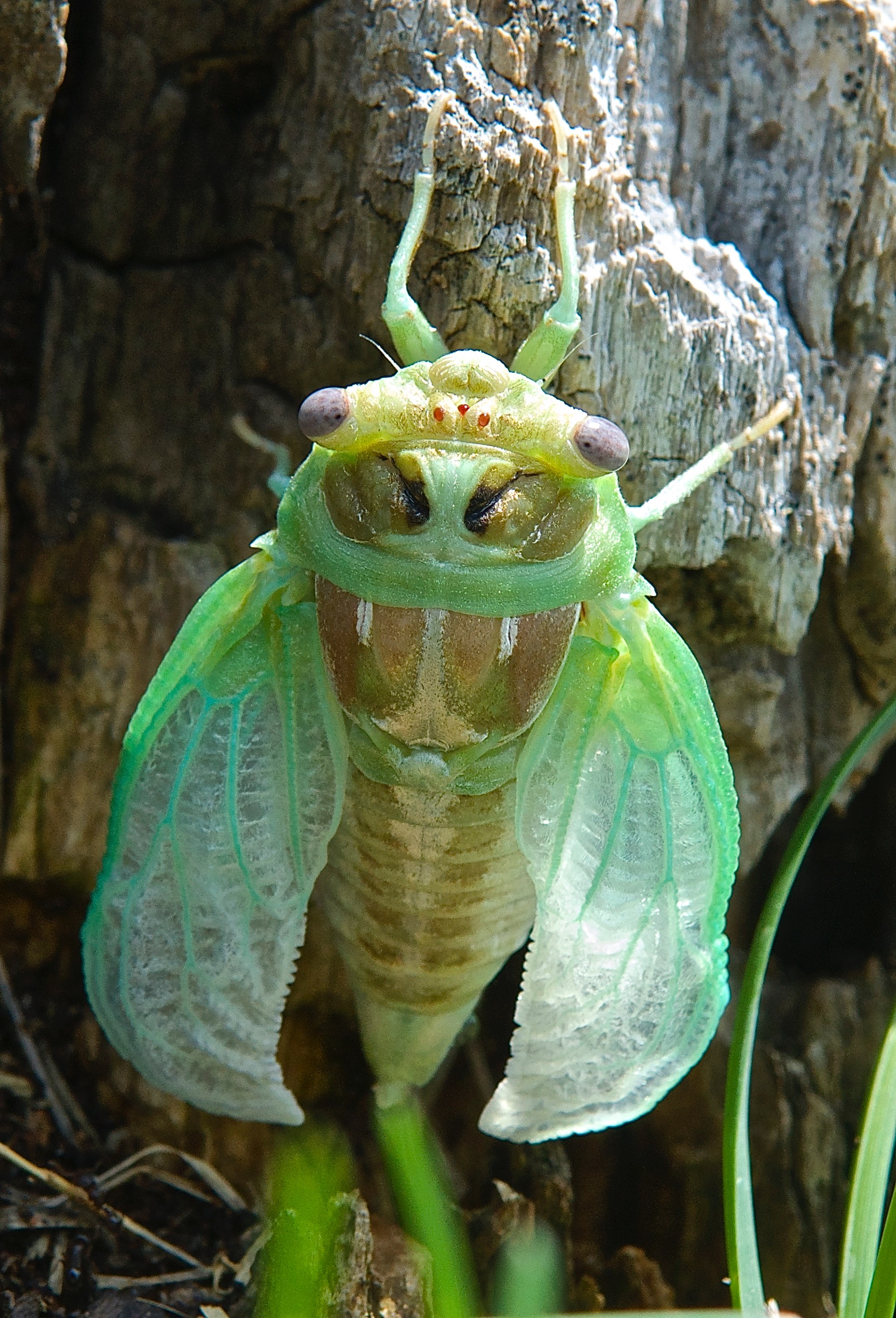 Cicada emerging