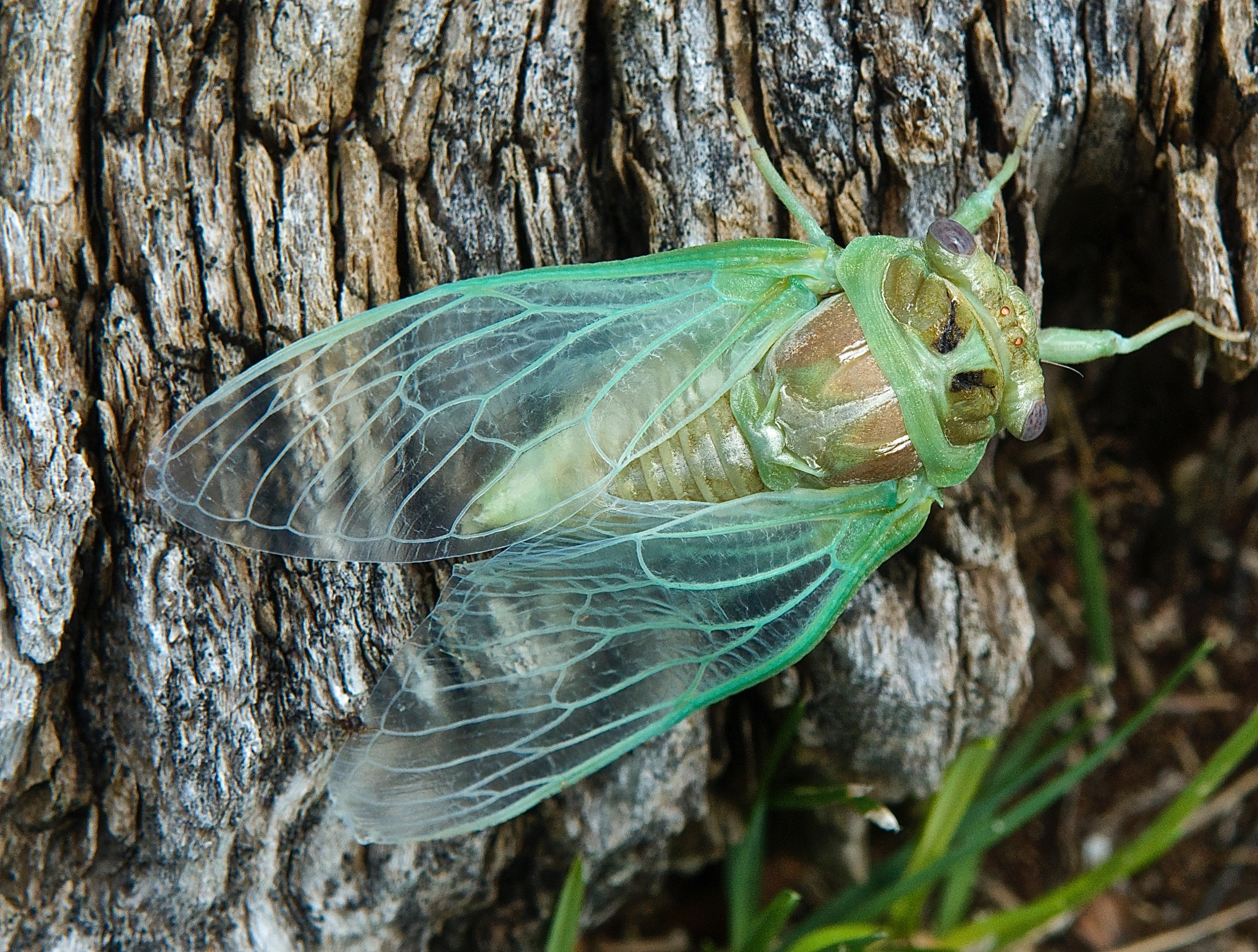 Cicada emerging