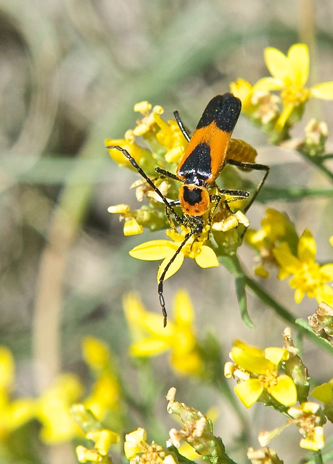 Soldier Beetle on Broom Snakeweed Plant