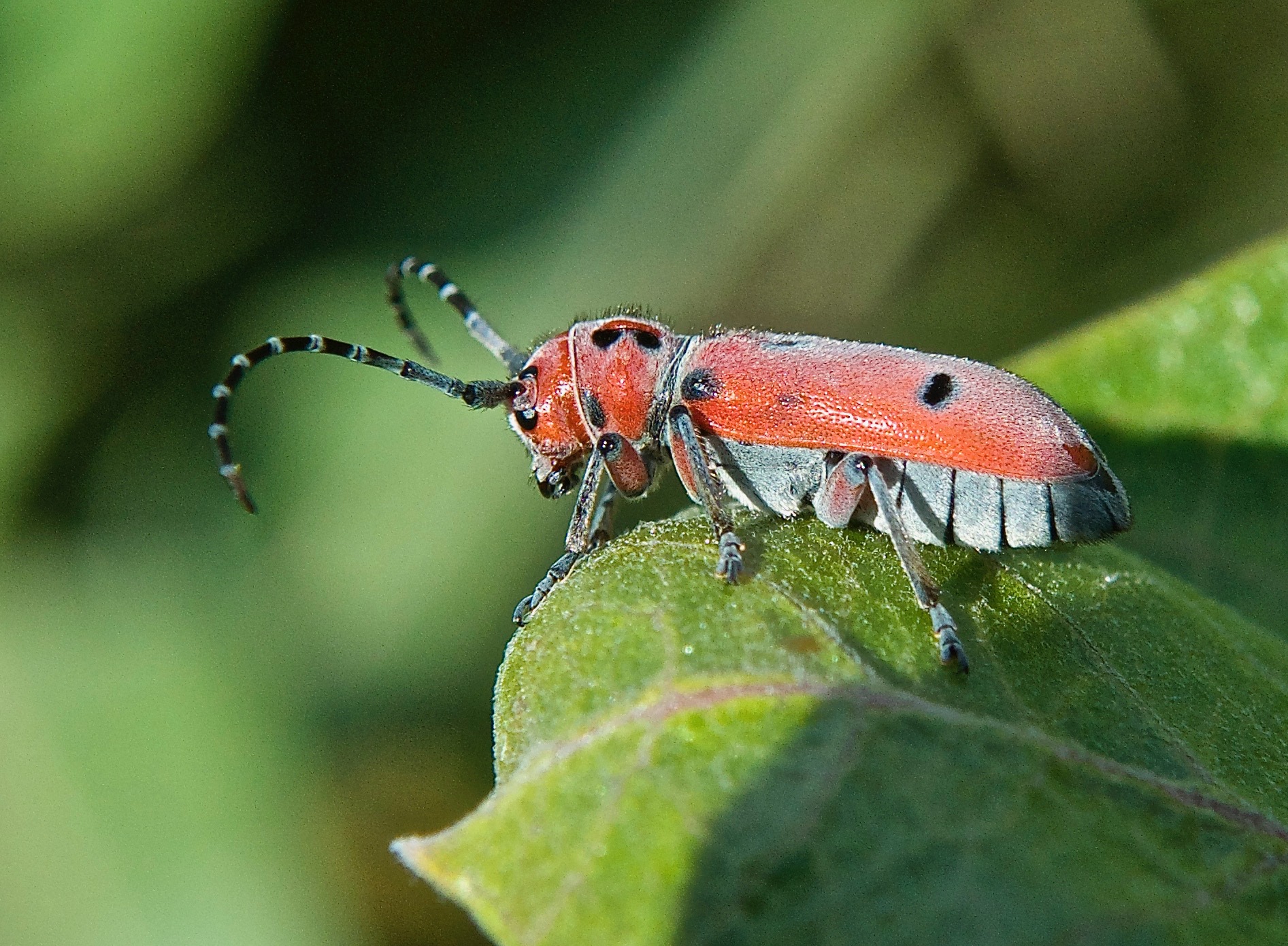 Red Milkweed Beetle (Tetraopes tetrophthalmus) on Showy Milkweed