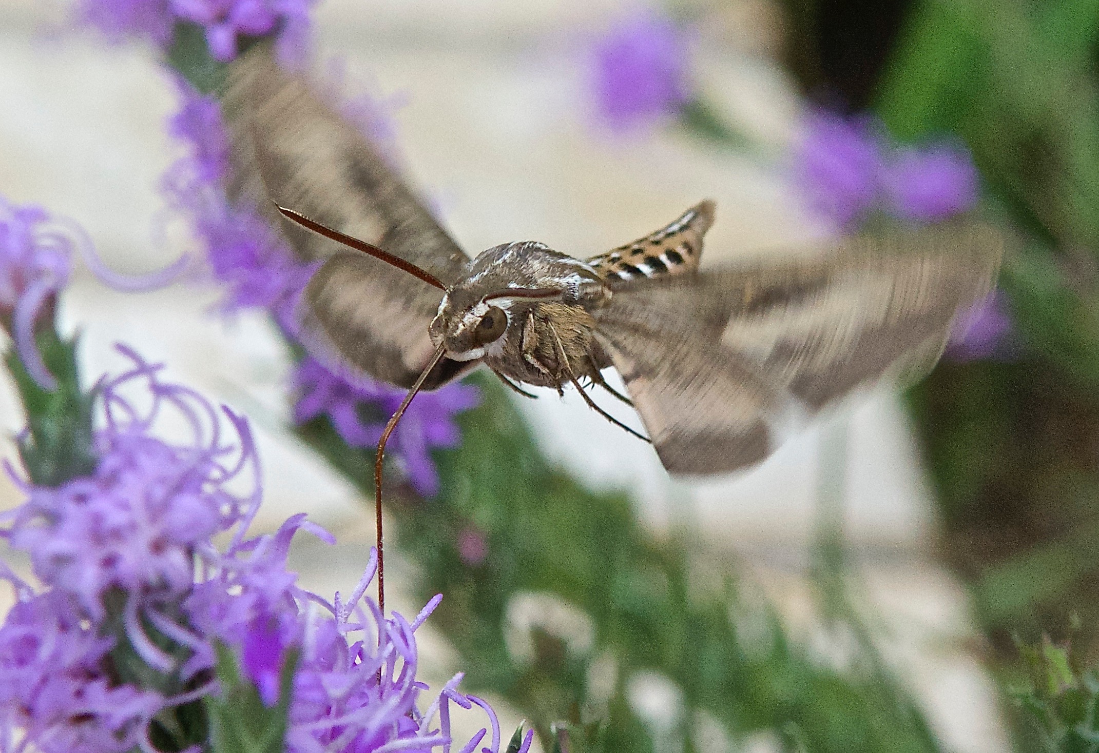 White-lined Sphinx Moth (Hyles lineata)