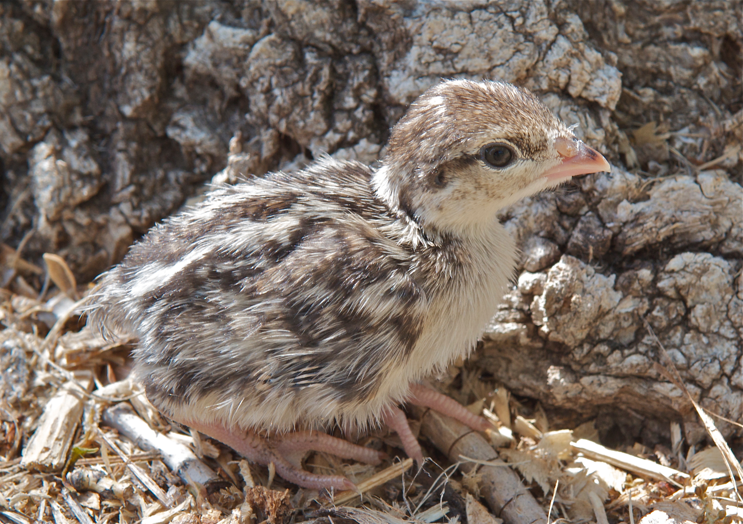 Chuker (3days old)