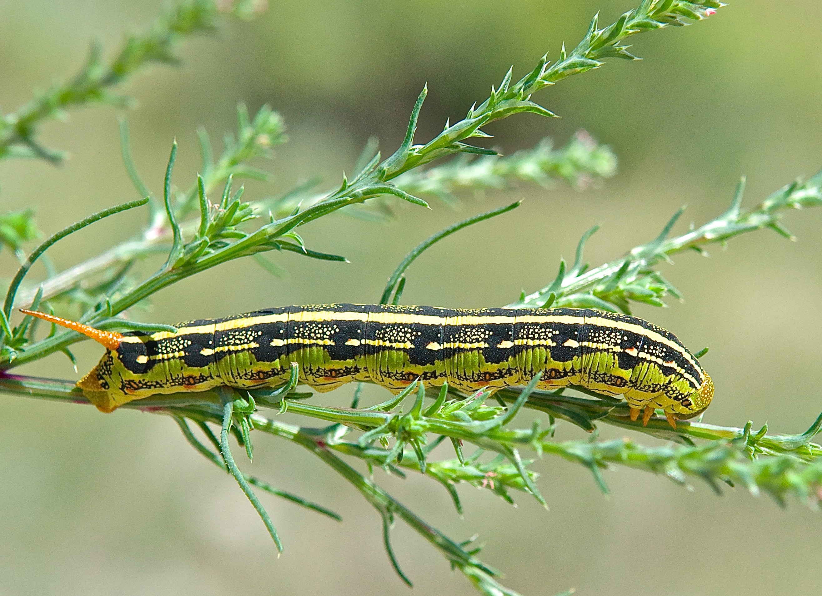 White-lined Sphinx Moth (Hyles lineata) (Caterpillar)