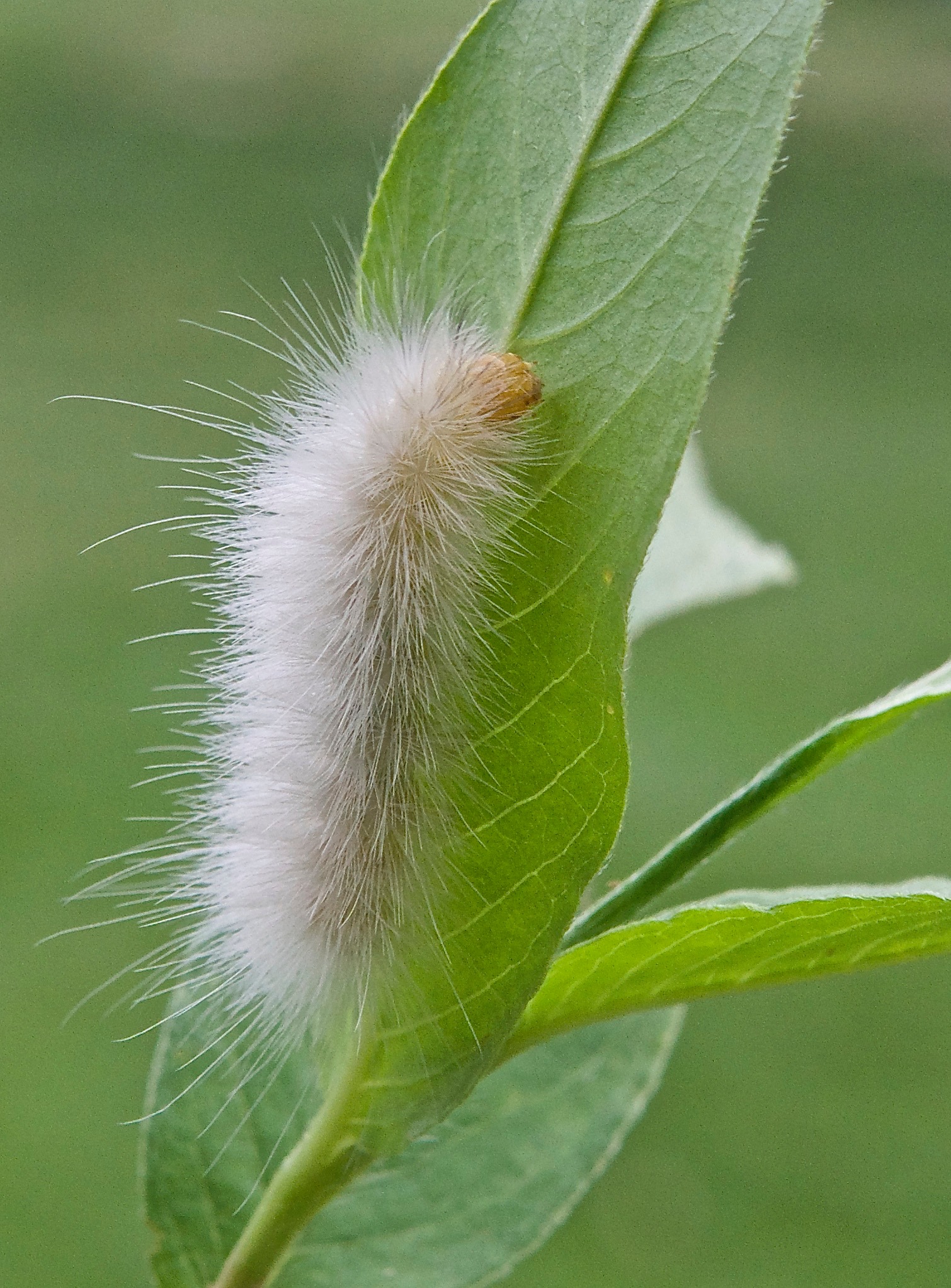 Saltmarsh Caterpillar (Estigmene acrea) (a Wooly Bear) on Smart Weed
