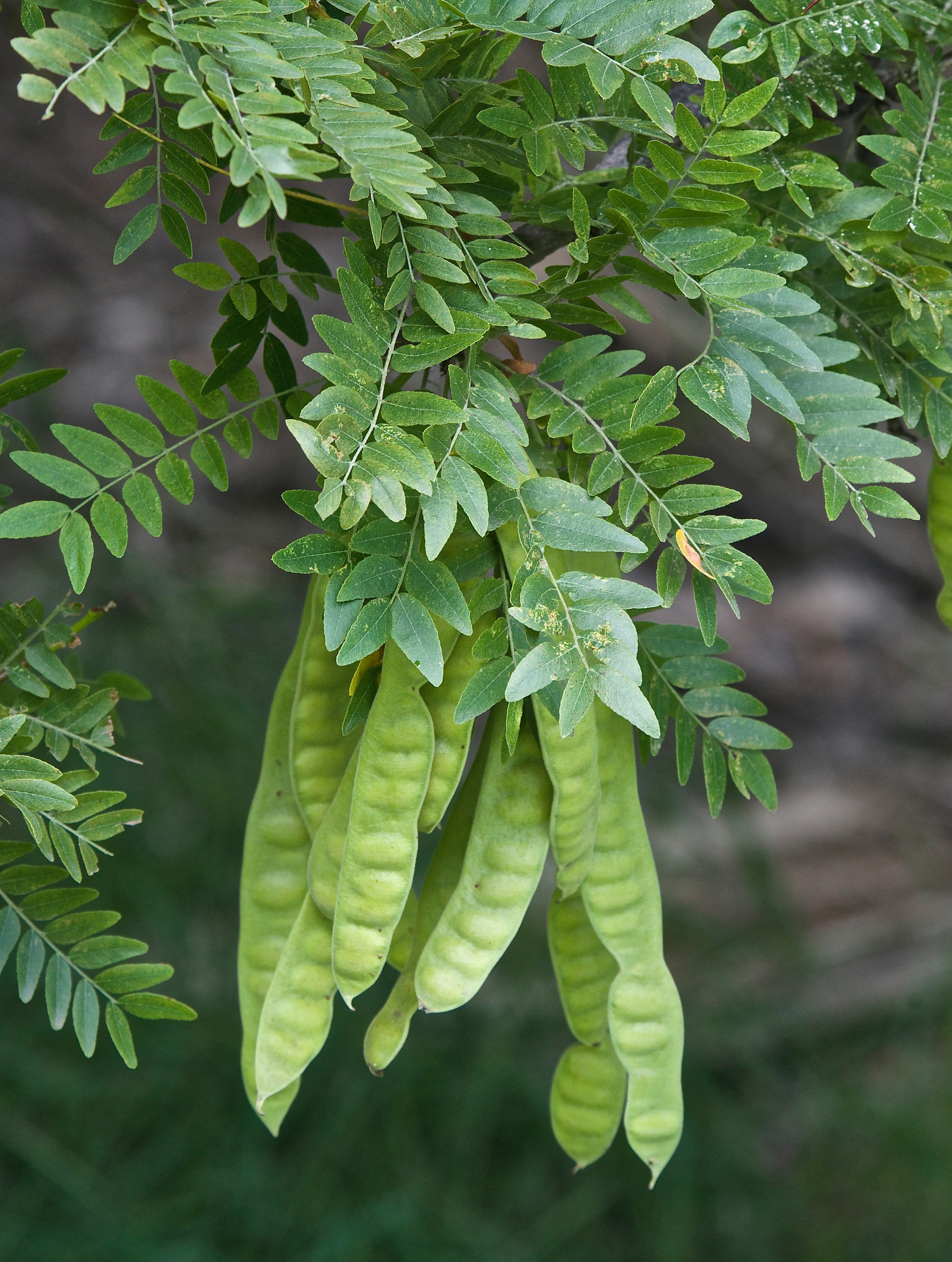 A honey locust, Gleditsia triacanthos, at the river