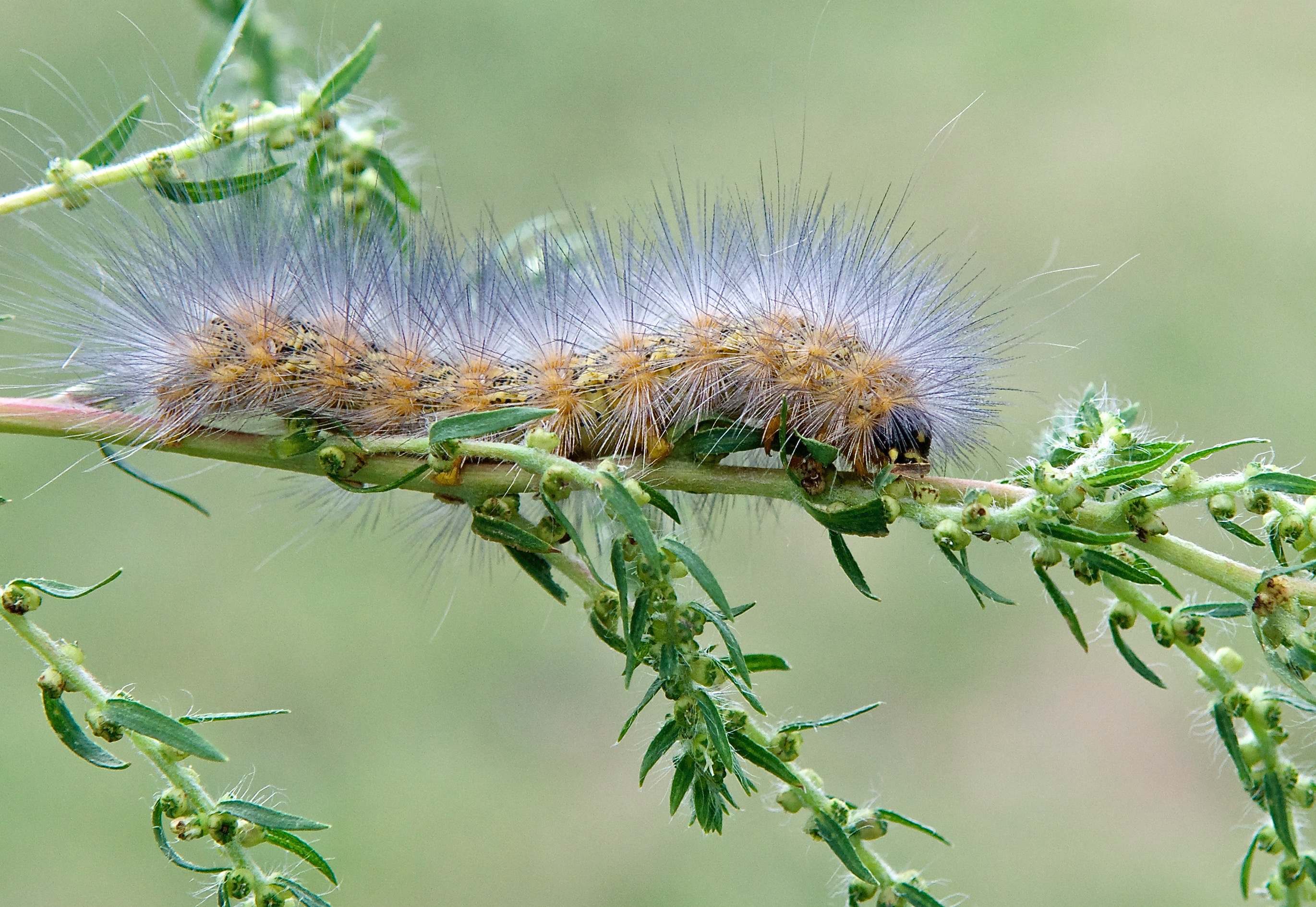 Wooly Bear Caterpillar on Kochia (Kochia scoparia)