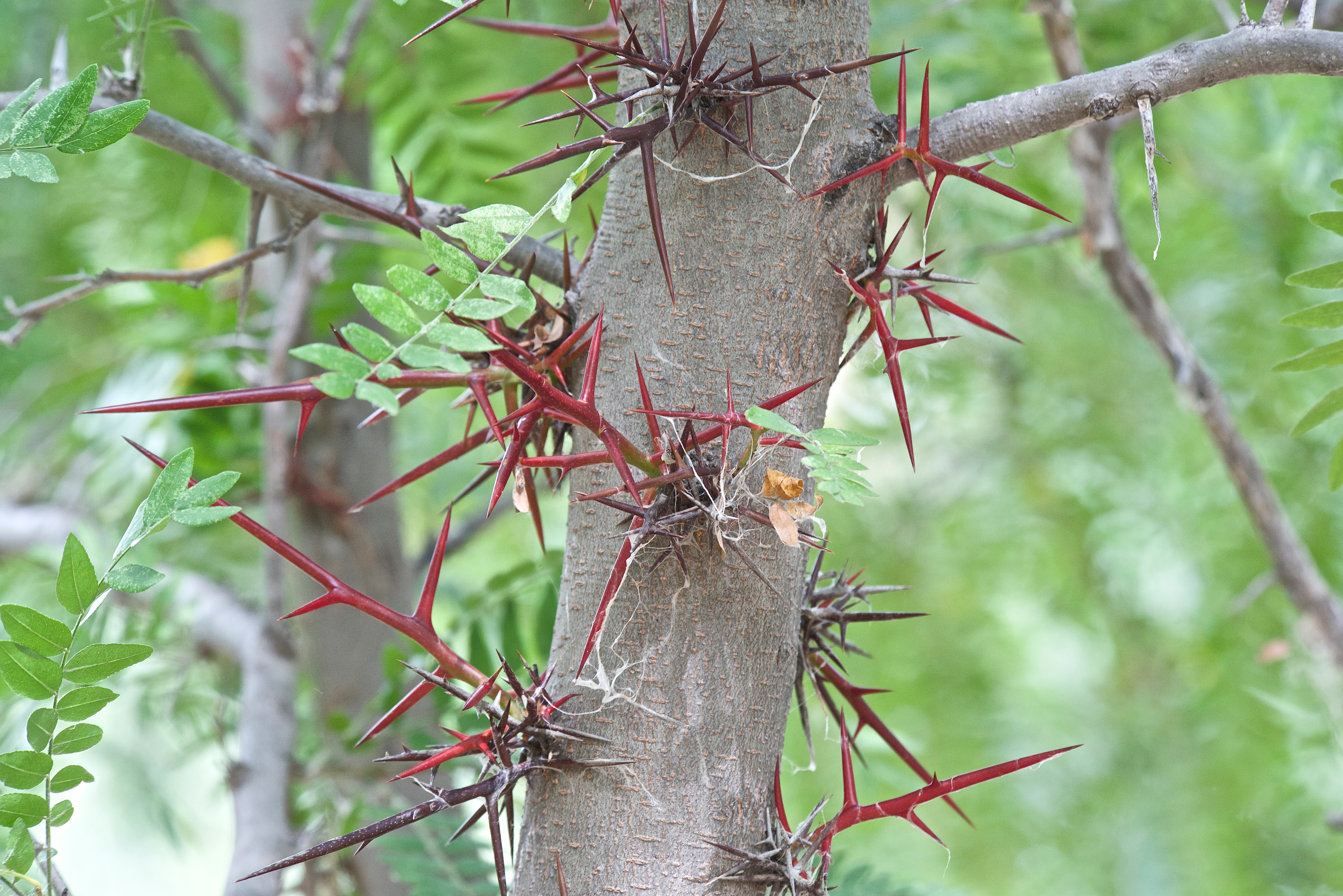 Spines on  Honey Locust