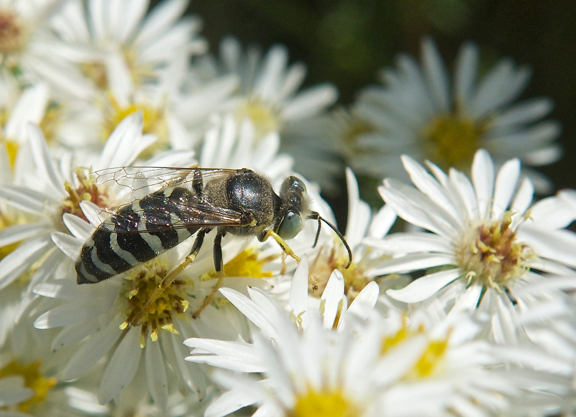 Bee on Heath Aster (Symphyotrichum ericoides)