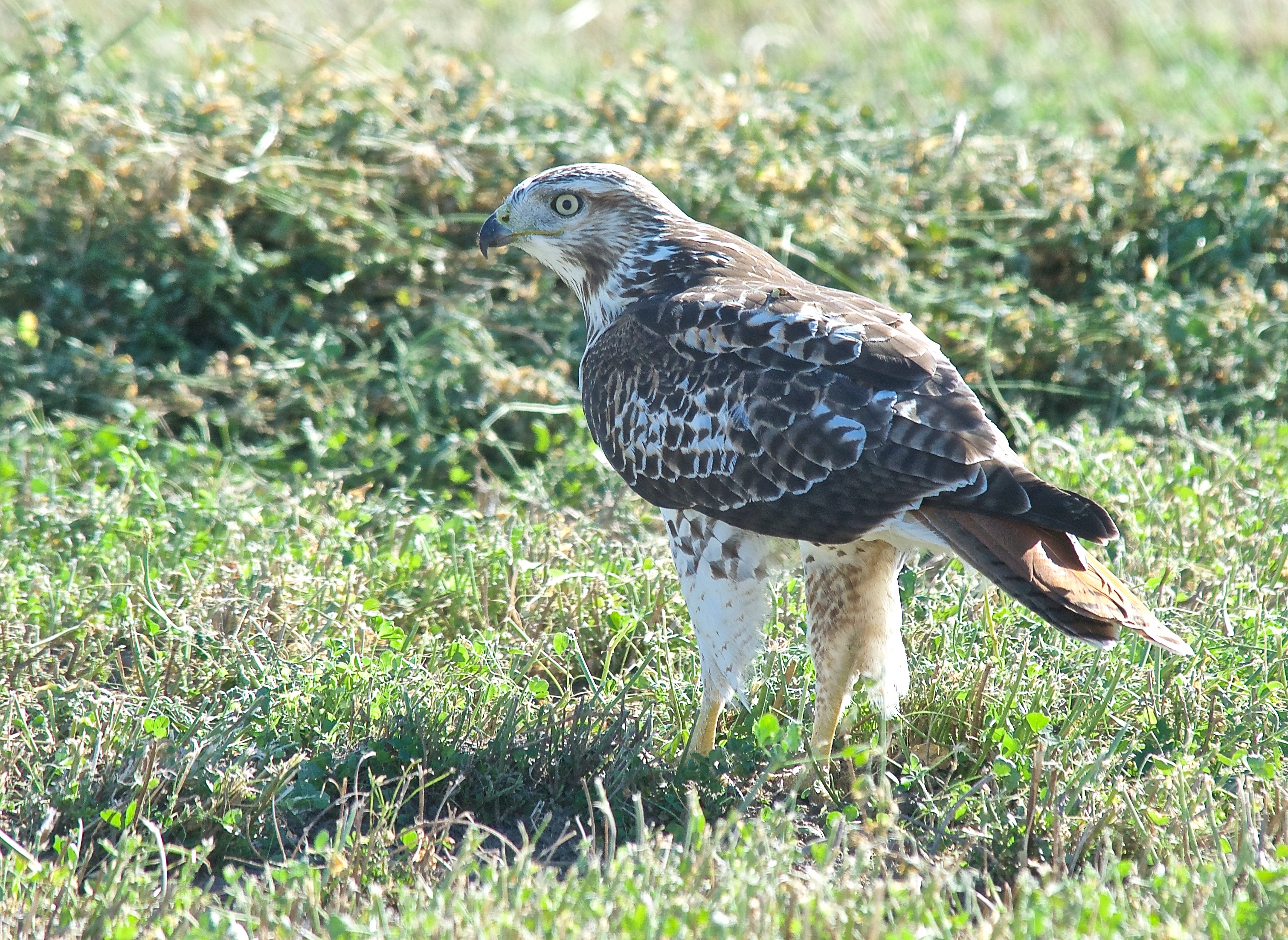 Red-Tailed Hawk with Mouse