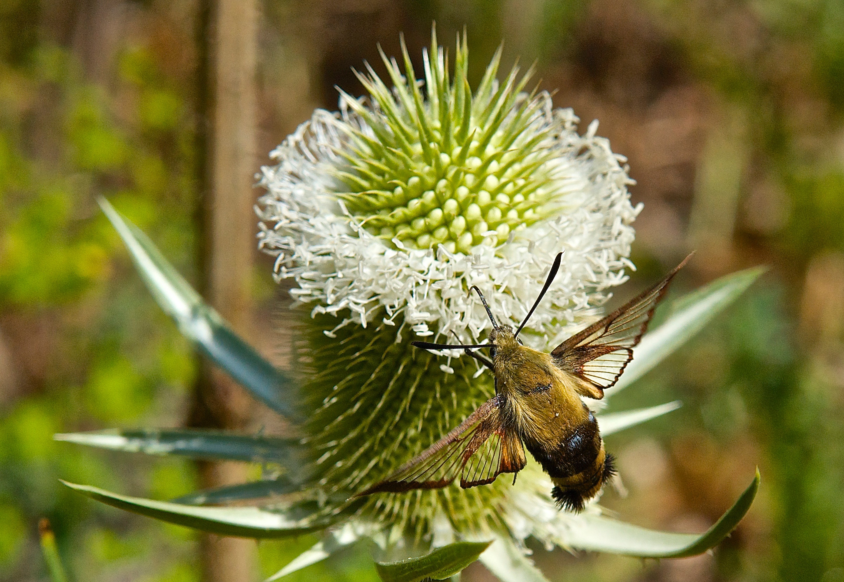 Teasel (Dipsacus fullonum) and Clear-Wing Moth (Hemaris diffinis)